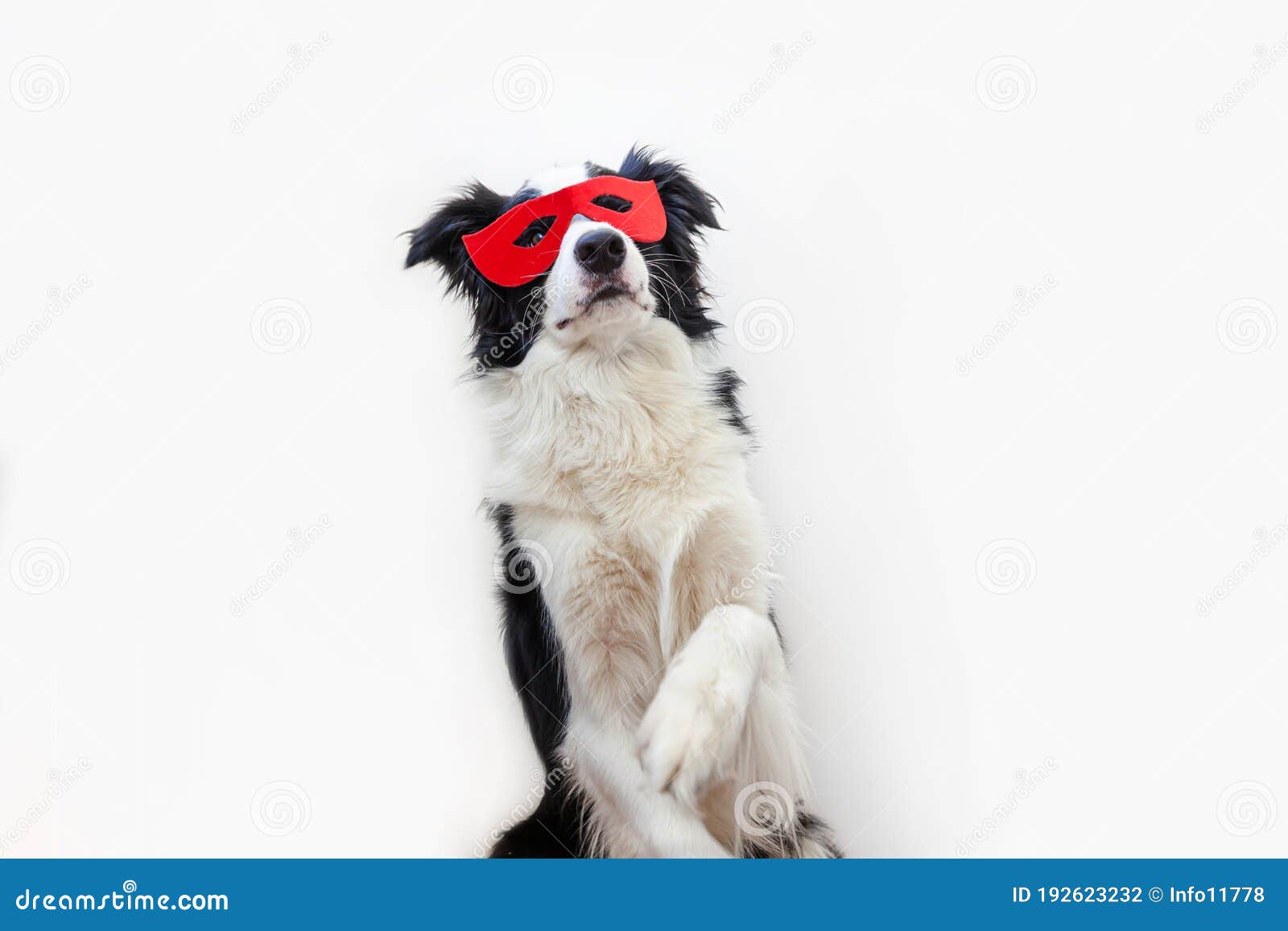 Funny Studio Portrait of Cute Smiling Puppy Dog Border Collie