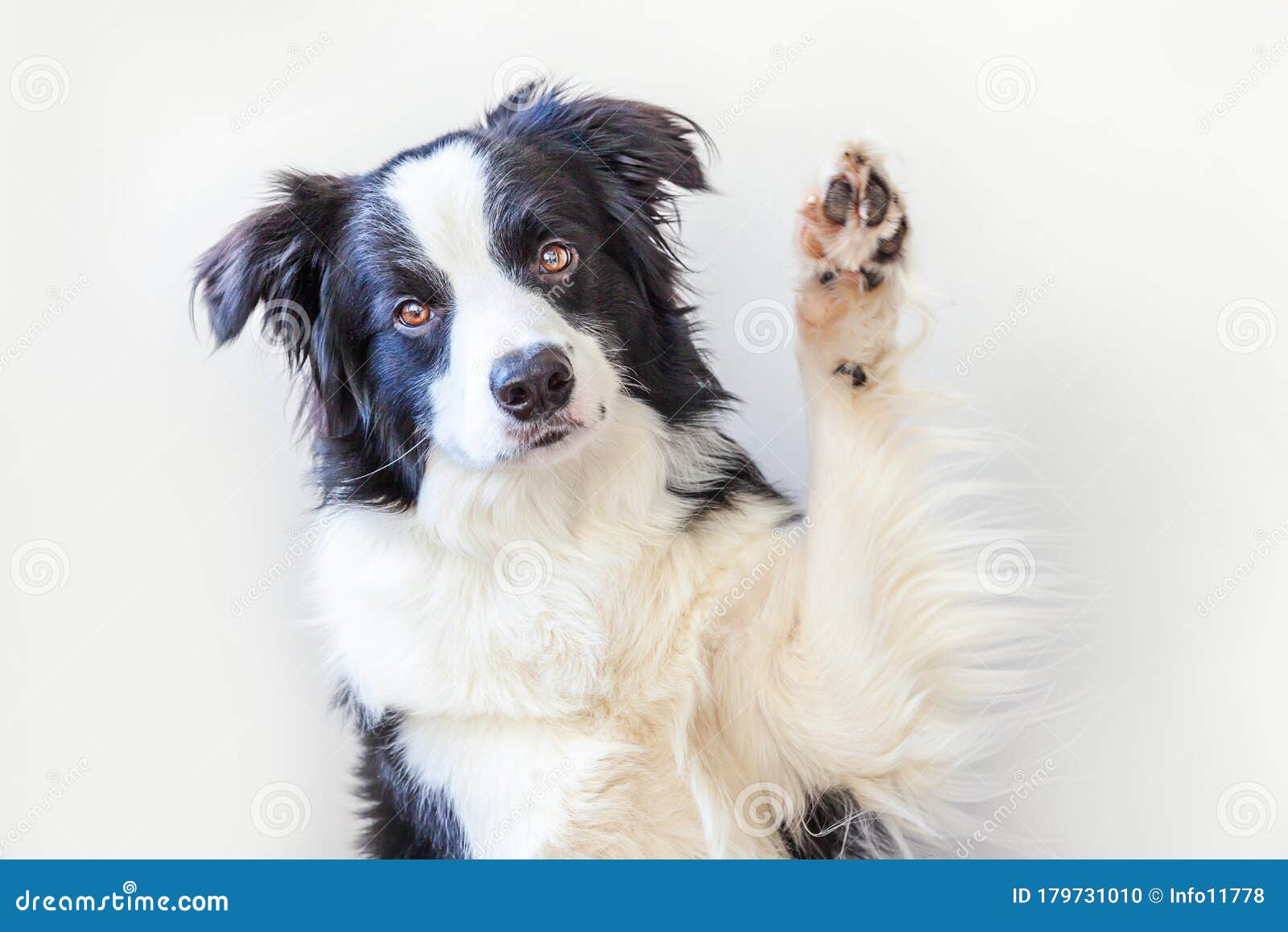 Funny studio portrait of cute smiling dog border collie in