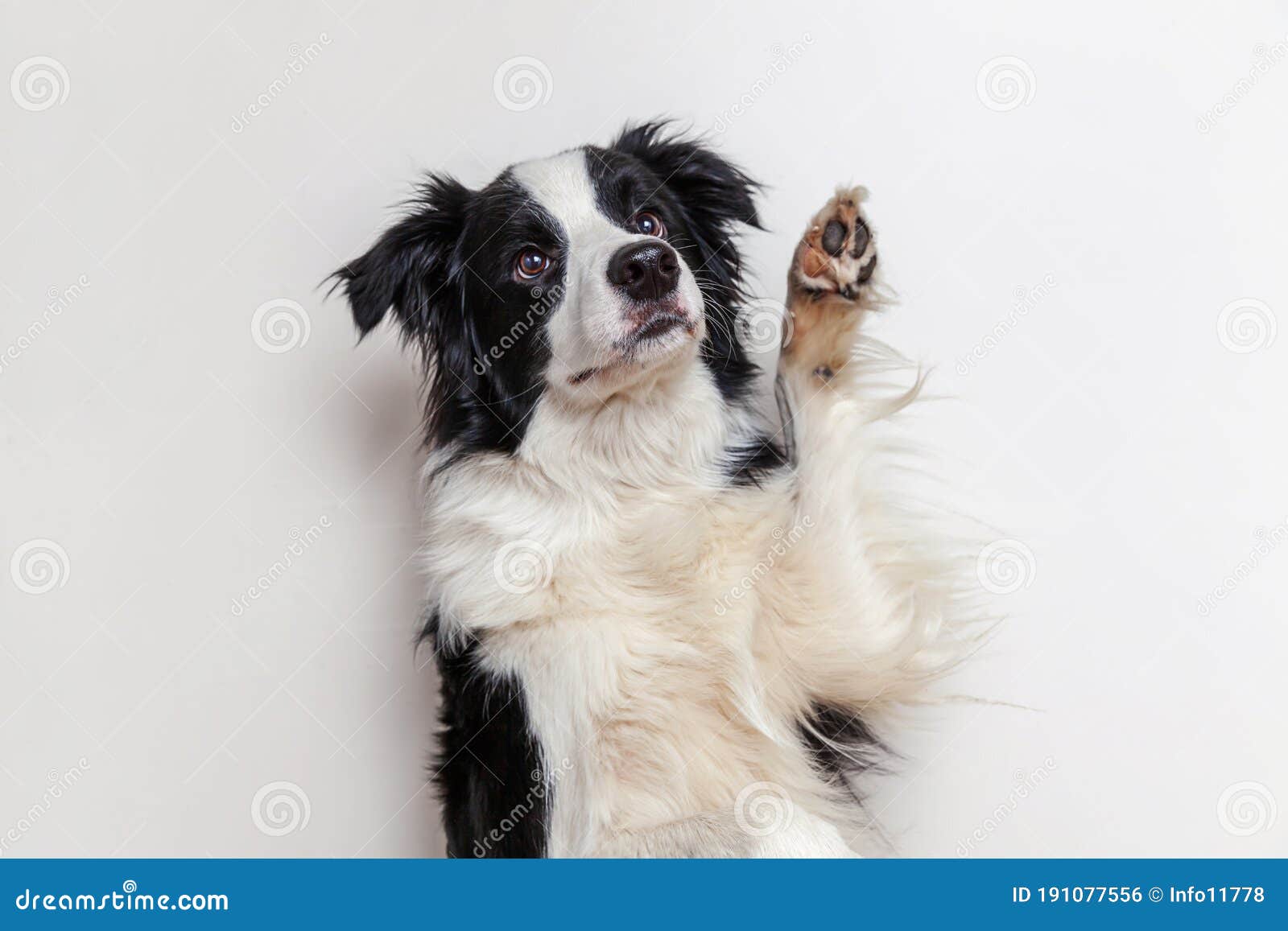 Funny Studio Portrait Of Cute Smilling Puppy Dog Border Collie