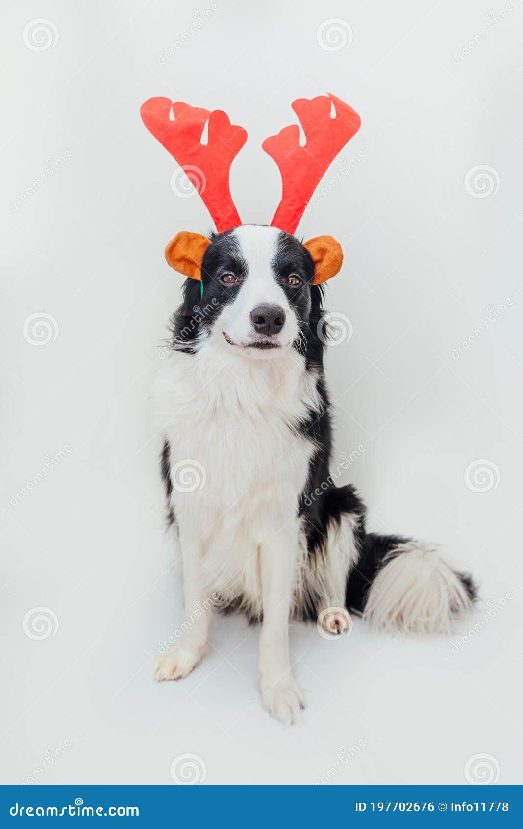 Funny studio portrait of cute smilling puppy dog border collie wearing warm  clothes scarf around neck