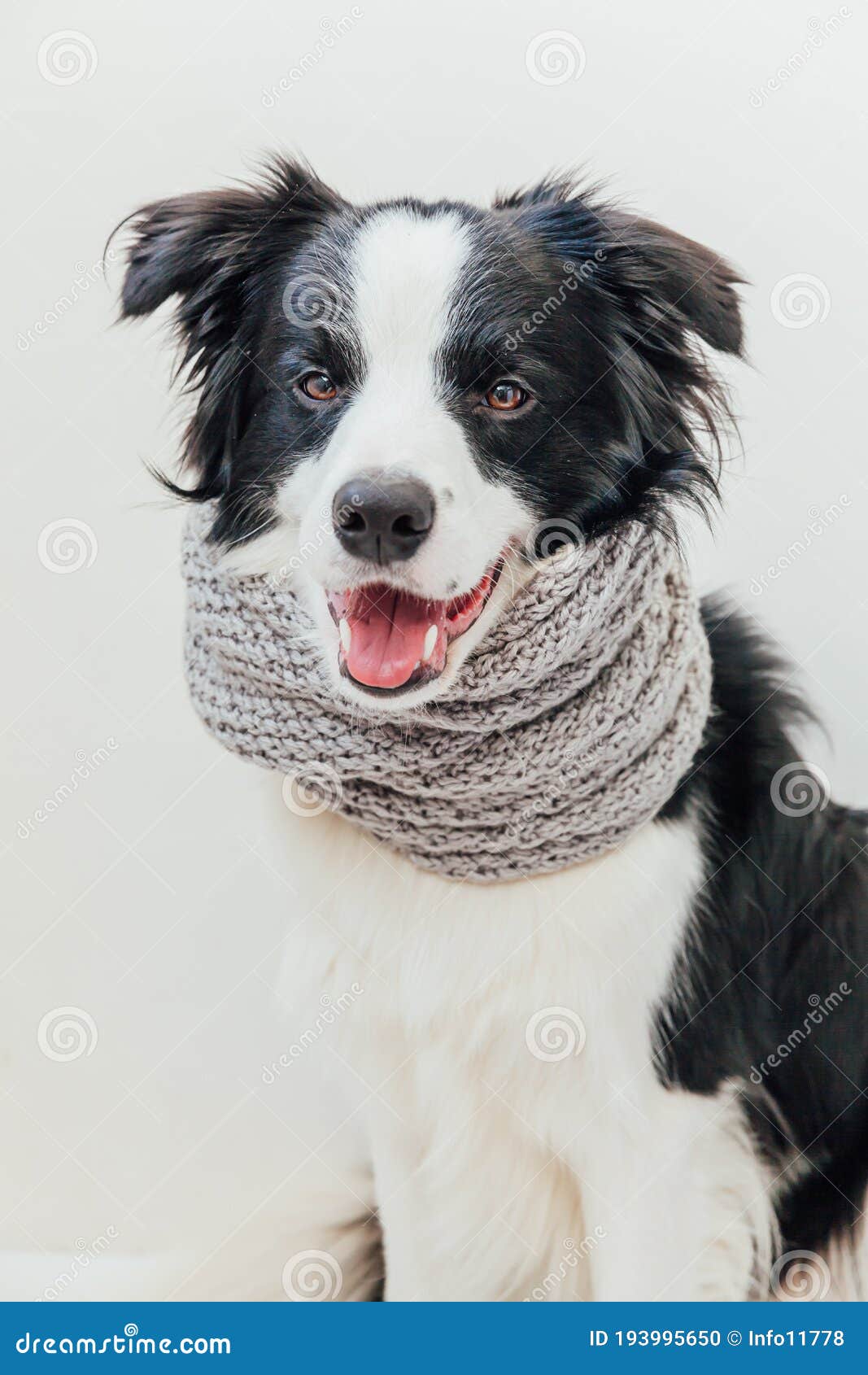 Funny studio portrait of cute smiling puppy dog border collie