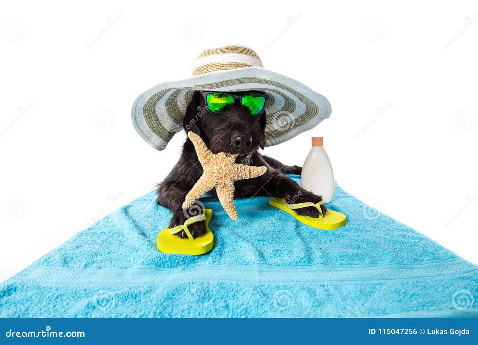 dog beach accessories