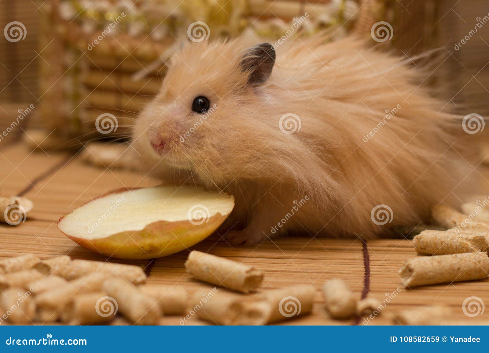 Funny Syrian hamster stock image. Image of rodent, fruit - 108582659