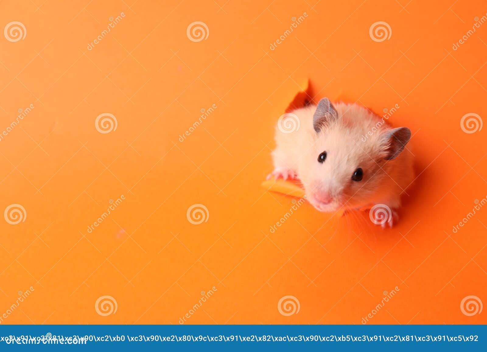 Funny Syrian Hamster Looking Out of Hole in Orange Paper, Closeup Stock  Image - Image of paper, text: 216839599
