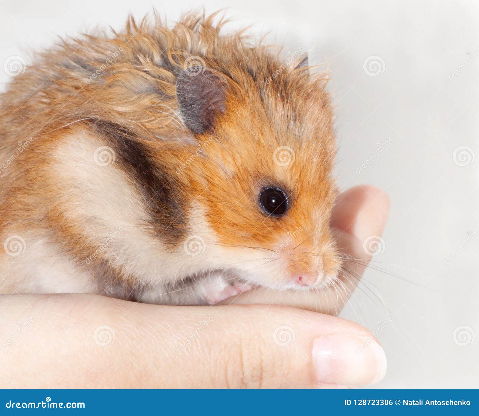 Funny Syrian Hamster Sitting on the Hand of a Man and Smiling. Stock Photo  - Image of hamster, eyes: 128723306