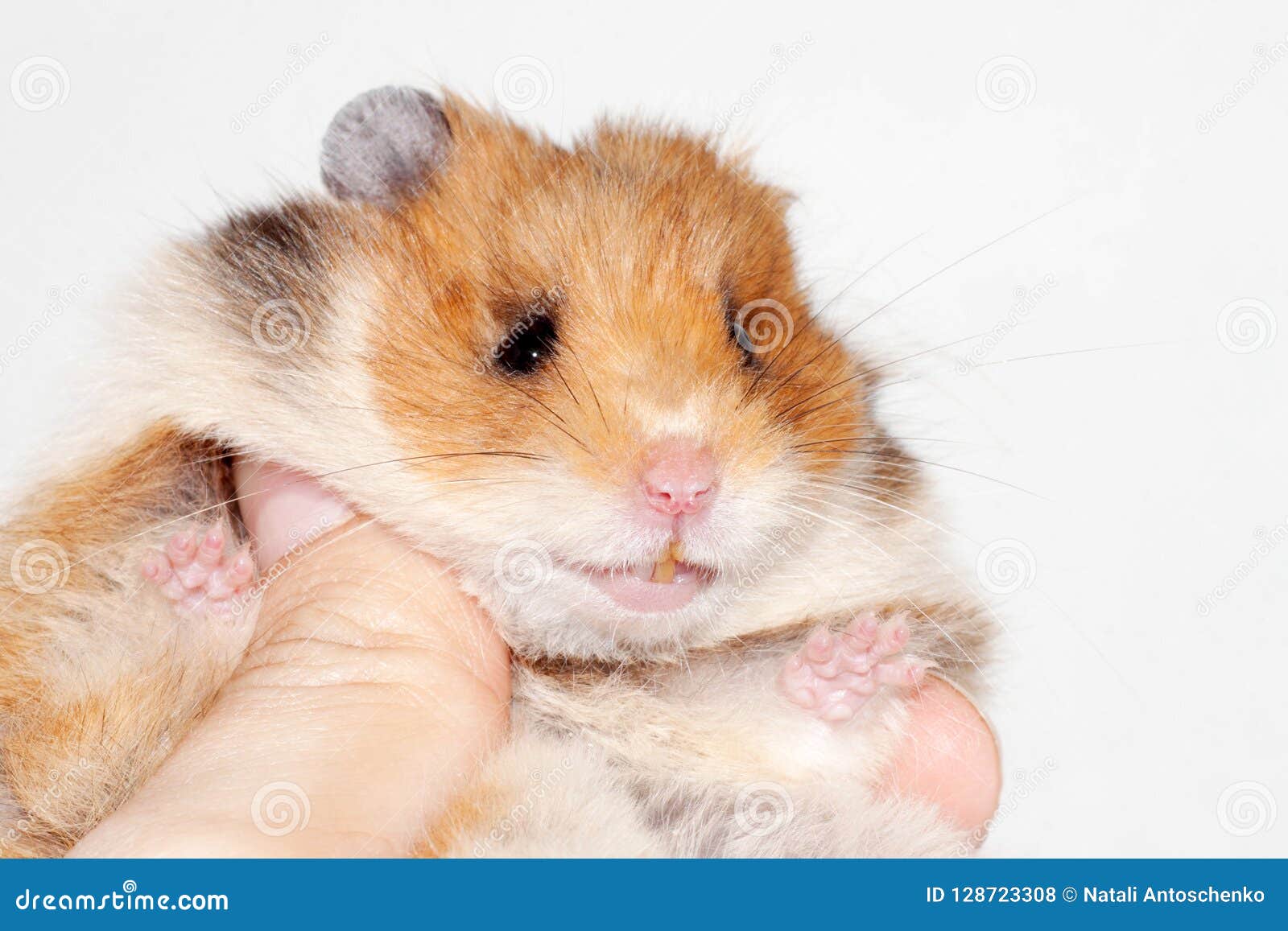 Funny Syrian Hamster Sitting on the Hand of a Man and Smiling. Stock Photo  - Image of mouse, ears: 128723308