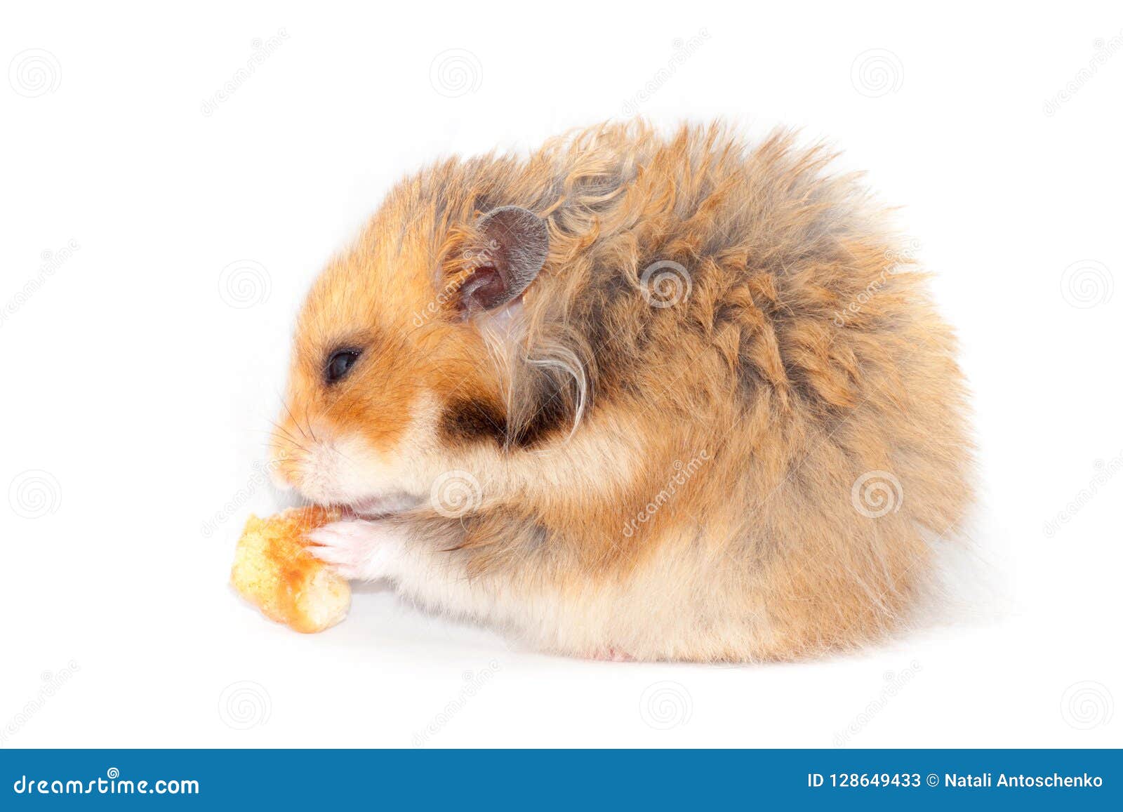 Funny Syrian Red Hamster Eats A Piece Of Bread Stock Image Image Of Closeup Isolated