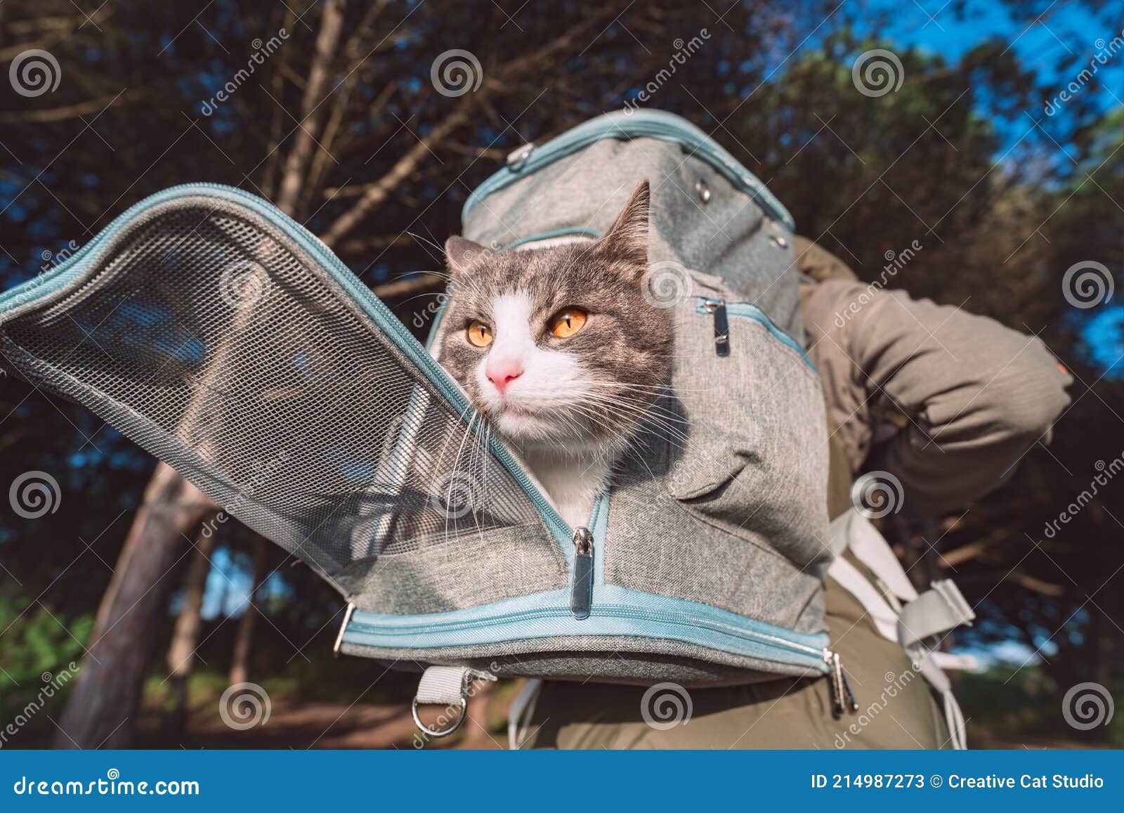 Funny Tabby Cat Looking Out from Backpack Carrier. Backpack for Carrying  Animals Stock Image - Image of feline, back: 214987273