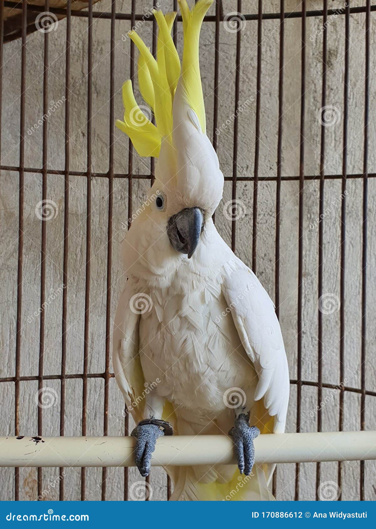 A Funny and Talking Parrot in the Cage Stock Photo - Image of parrot,  talking: 170886612