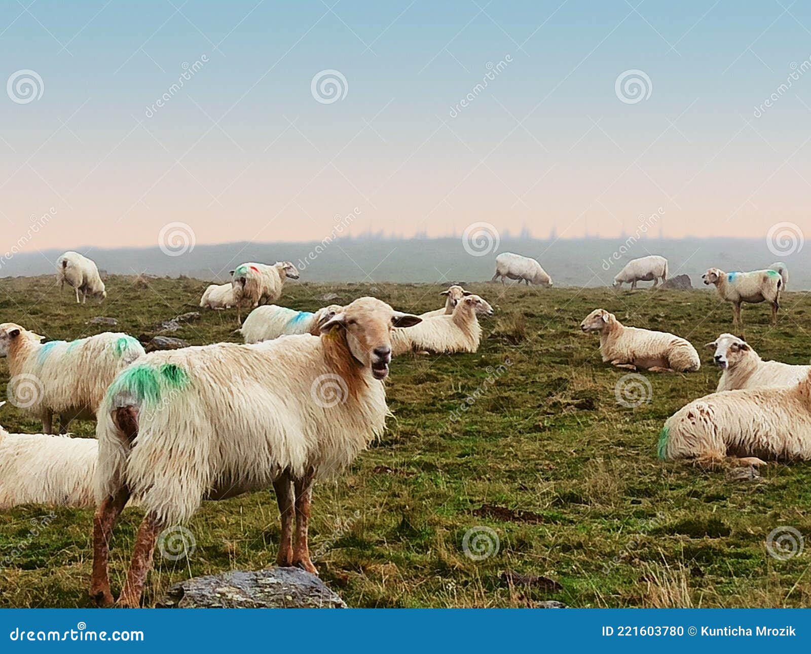 Funny Talking Sheep Looking at Camera on Hill Stock Photo - Image of goats,  cattle: 221603780