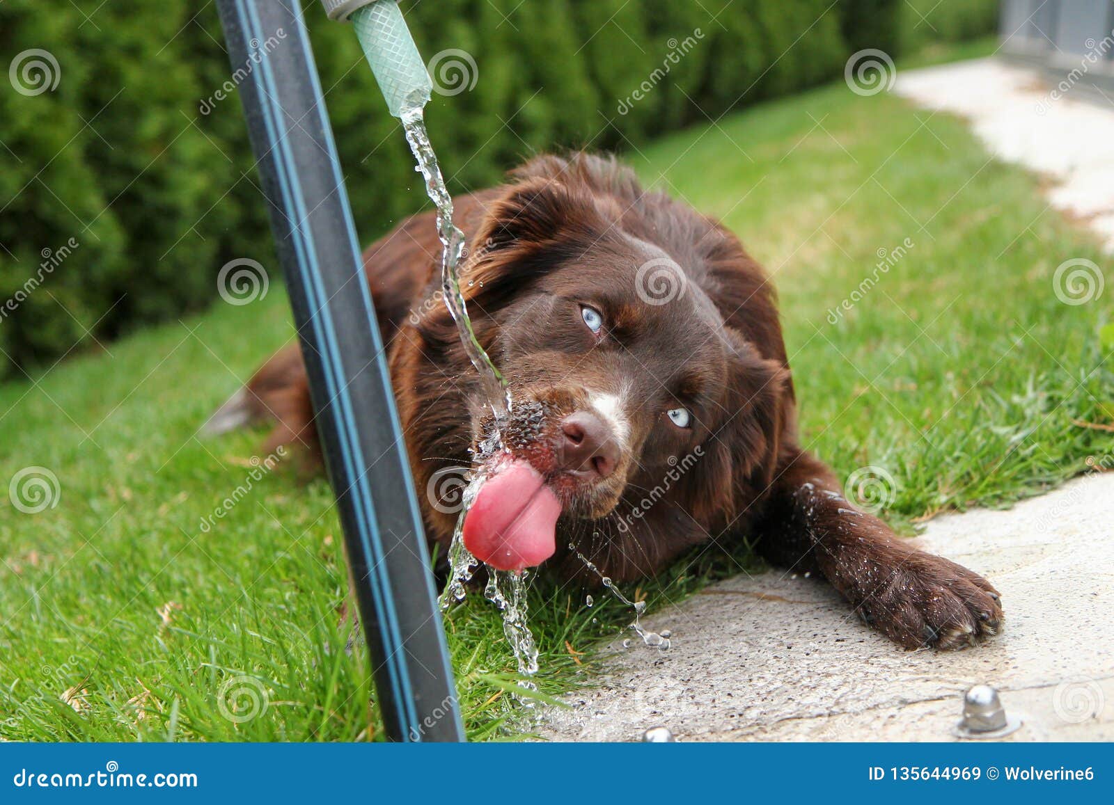 funny dogs in water