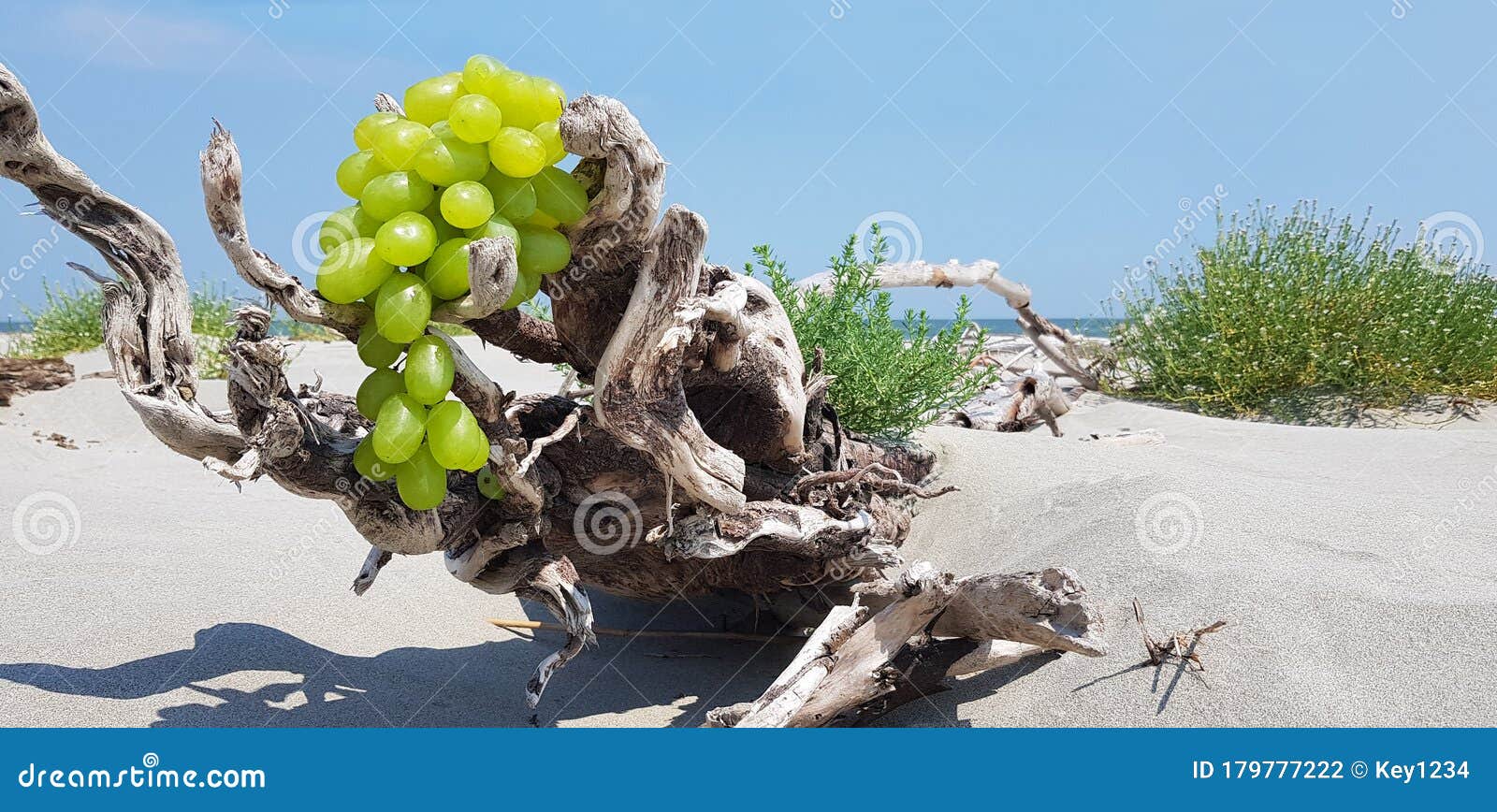 Funny Tree Eating a Bunch of Grapes on the Beach Stock Photo Image of