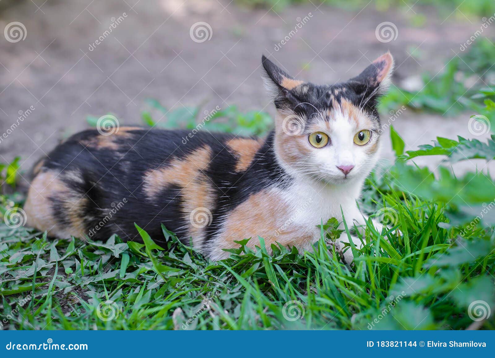 tricolor cat lying in the grass