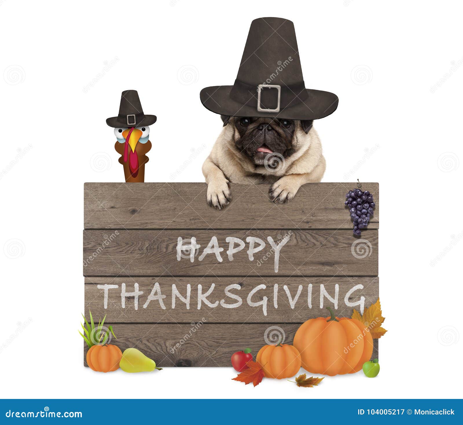 funny turkey and pug dog wearing pilgrim hat for thanksgiving day and wooden sign with text happy thanksgiving