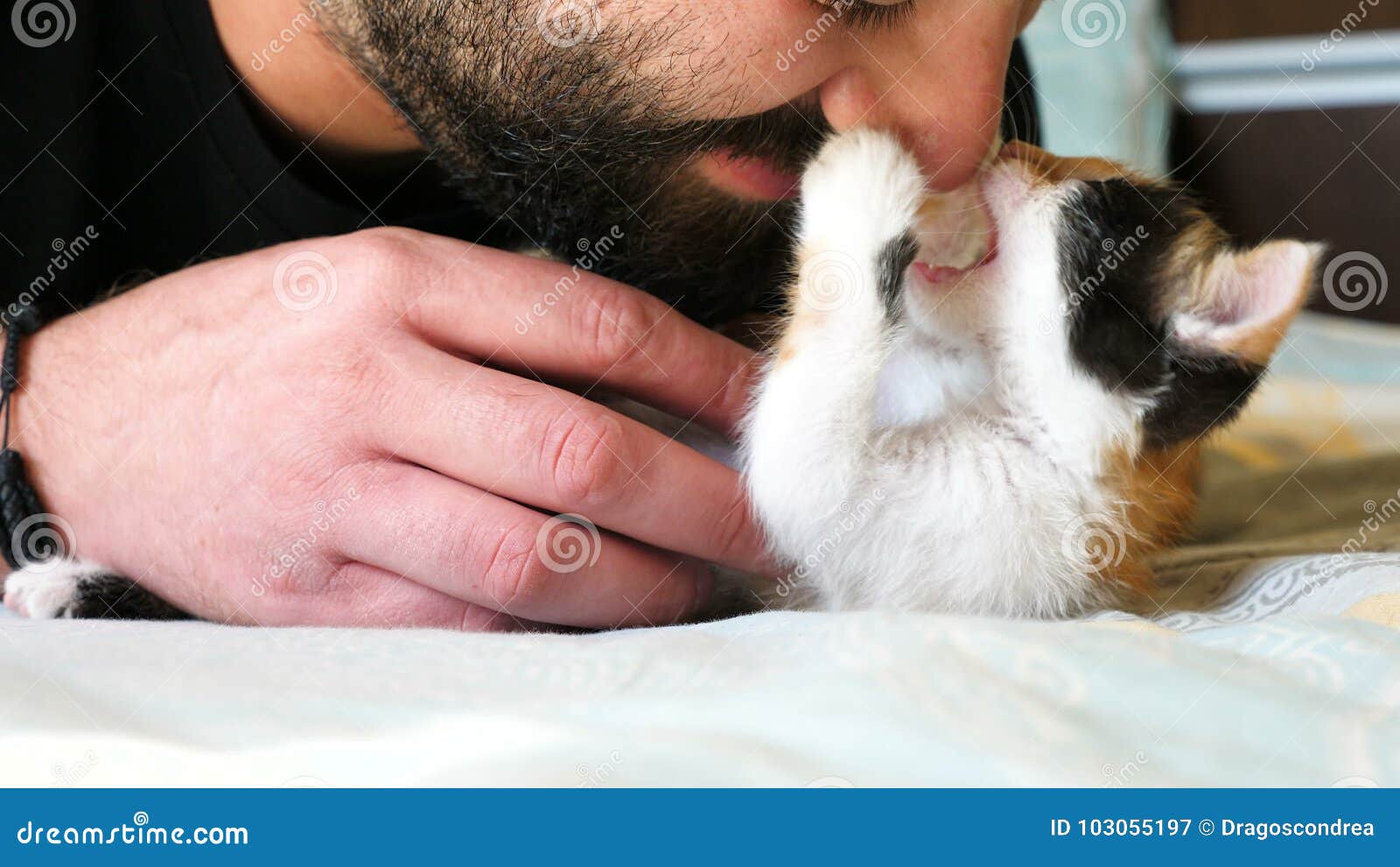 Funny Video. Little Kitten is Grabbing and Biting a Bearded Man Nose Stock Video - Video of happy, cute: 103055197 Funny Video. Little Kitten is Grabbing and Biting a Bearded Man Nose Stock Video - Video of happy, cute: 103055197
