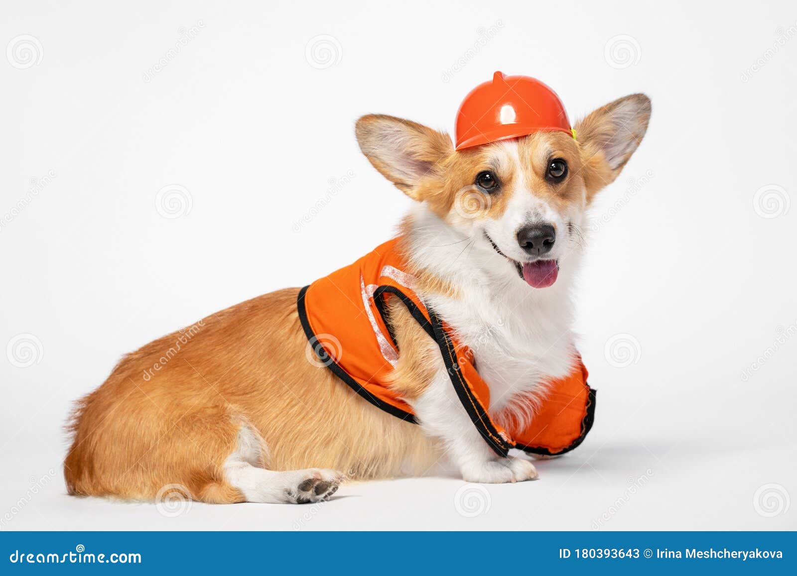 corgi helmet