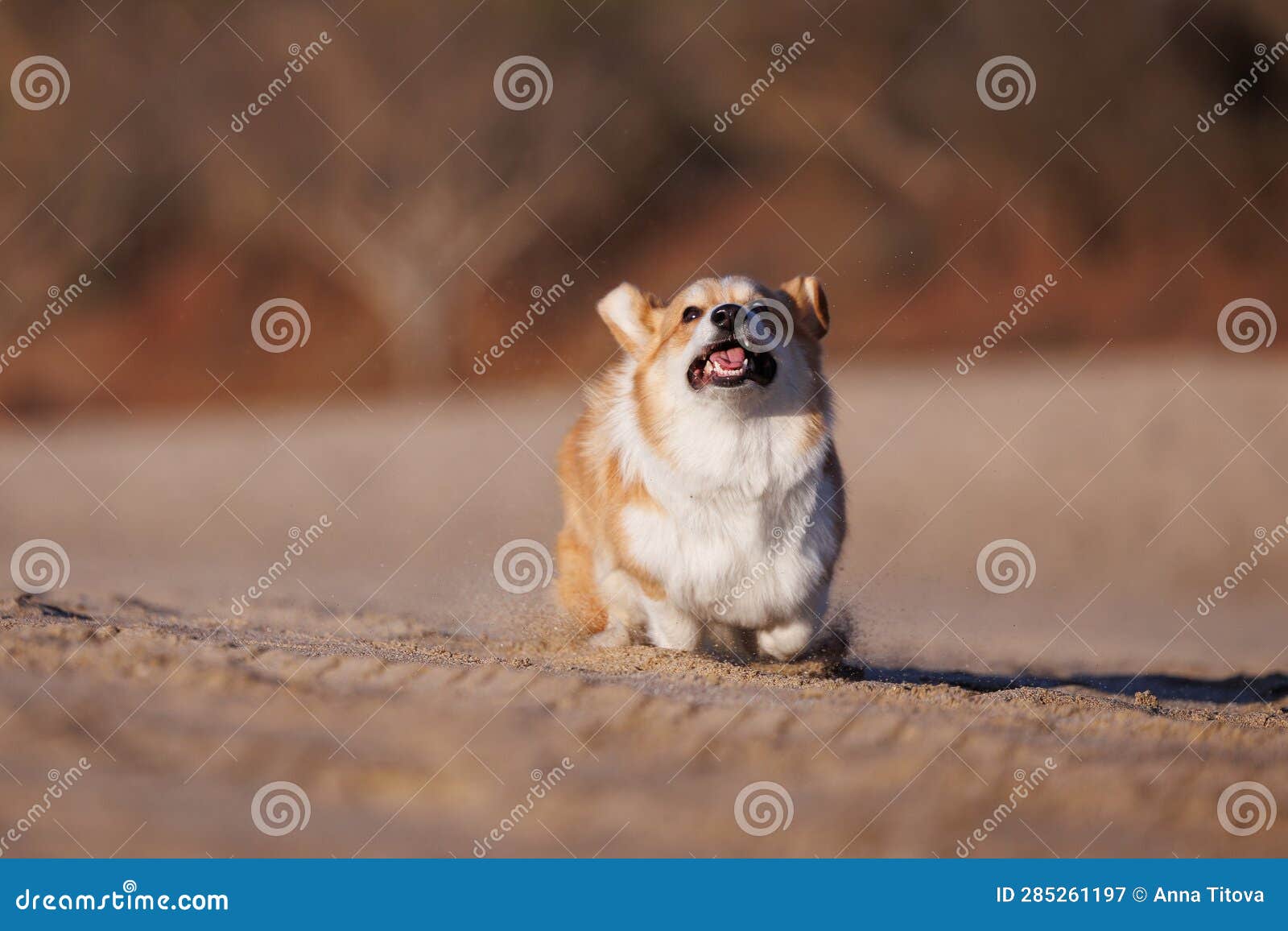 Funny Welsh Pembroke Running on the Sandy Beach Stock Image