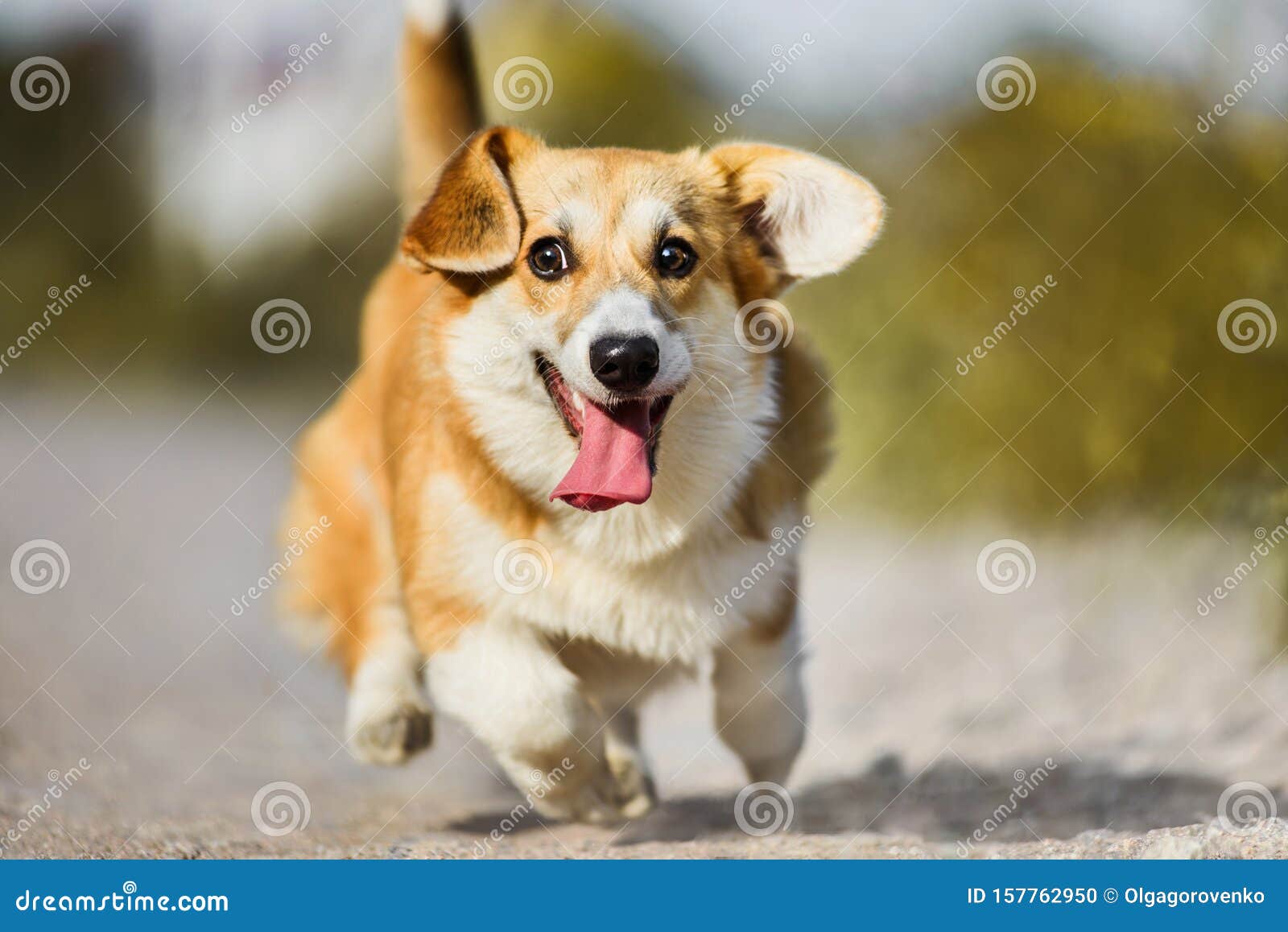 running with corgi