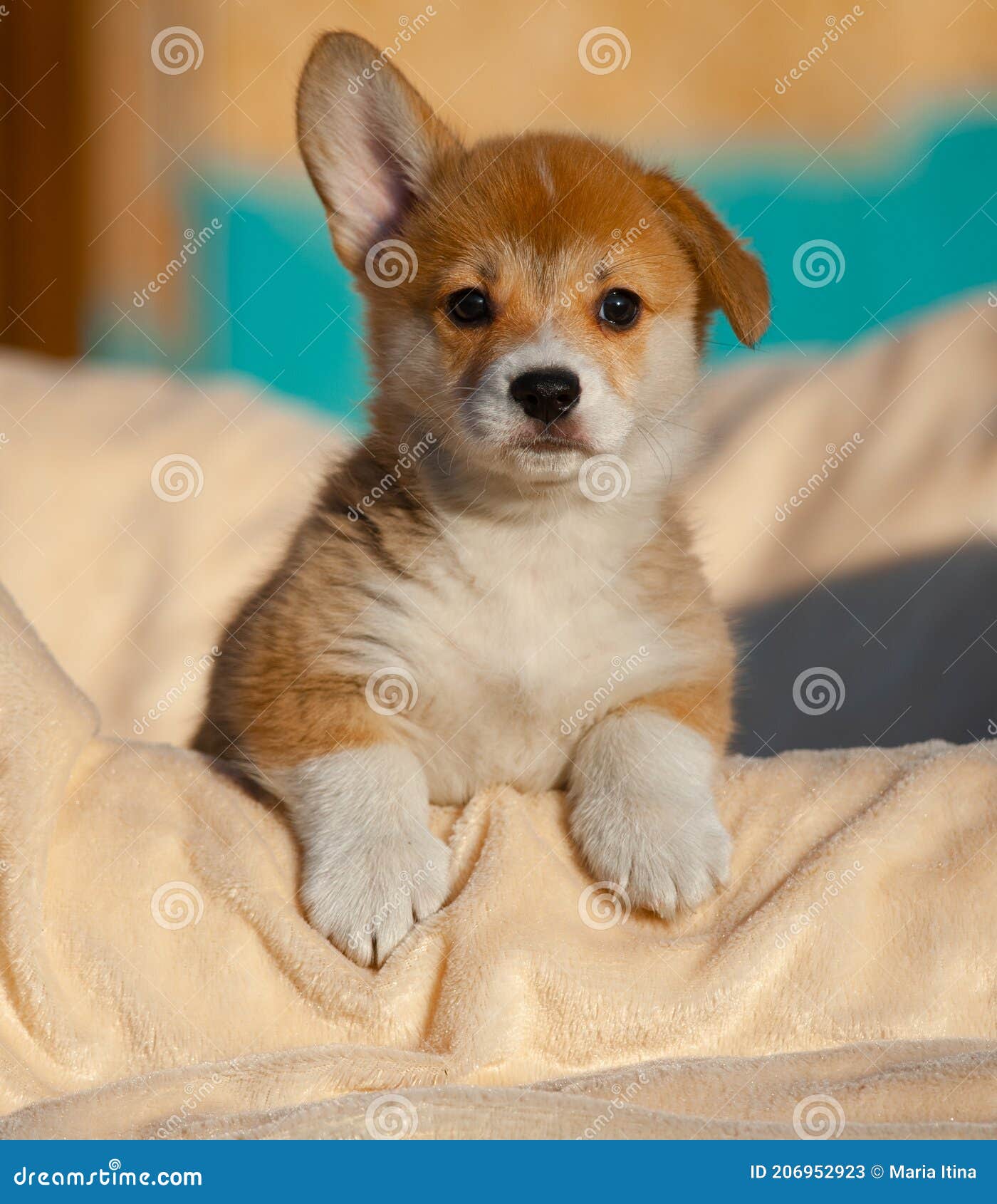 Funny Welsh Pup Posing on a Dog Bed Stock Image Image of funny