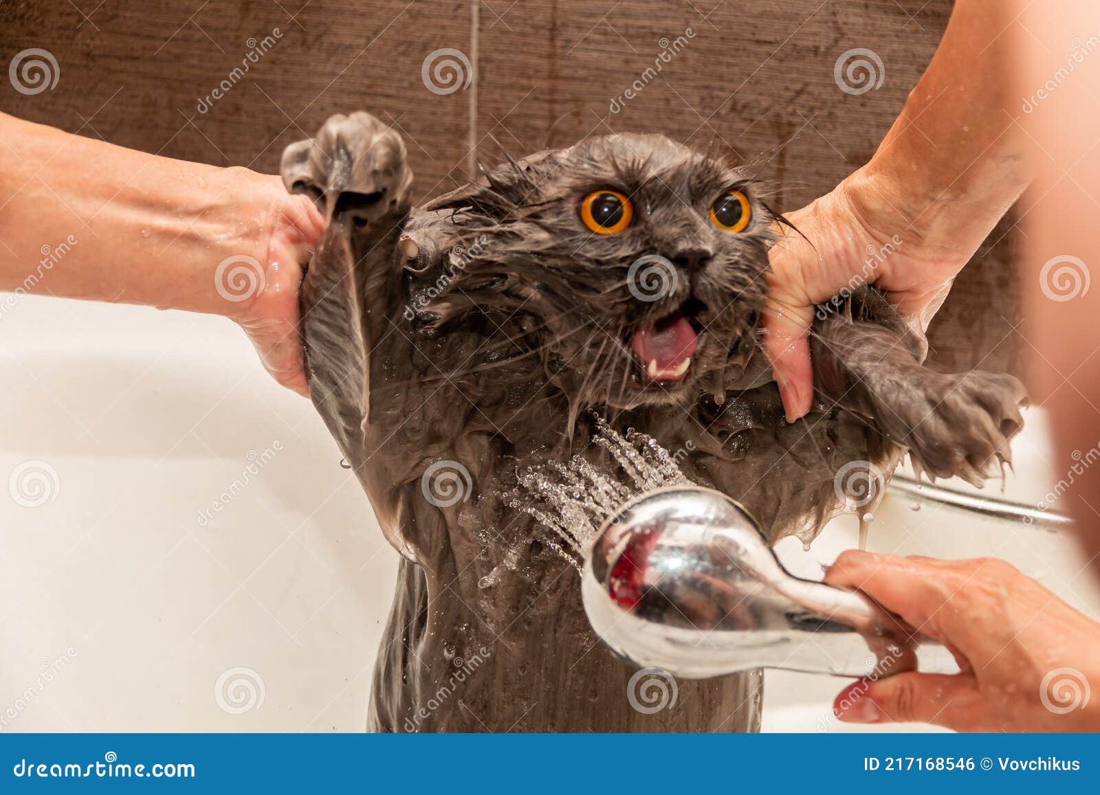 https://thumbs.dreamstime.com/z/funny-wet-british-cat-bright-orange-eyes-open-mouth-protruding-tongue-takes-shower-pet-hygiene-concept-angry-217168546.jpg