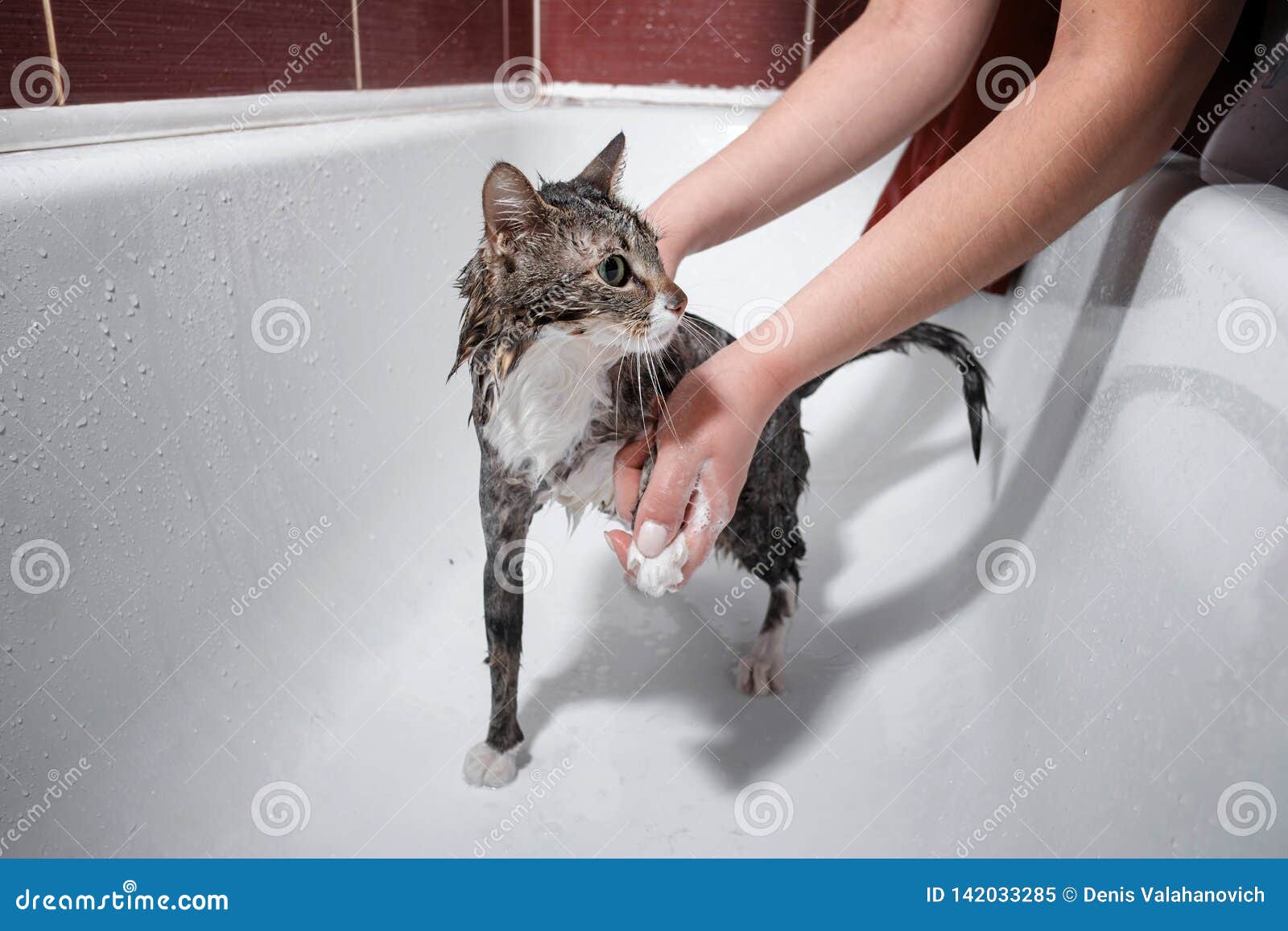 Wet Cat In Bathroom Take A Shower Stock Image Image Of Humor Clean