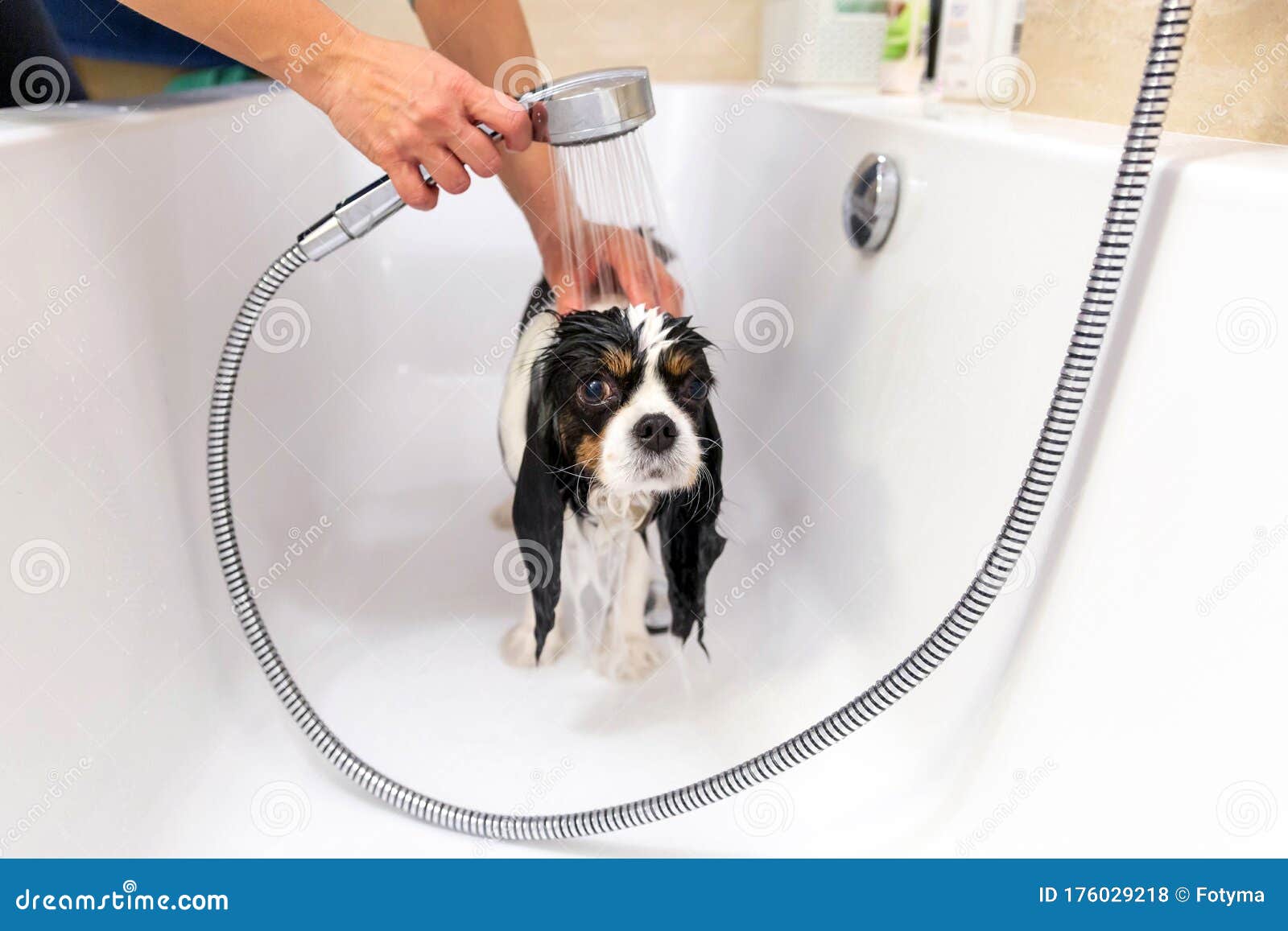 Funny wet dog in bathtub stock photo. Image of bathtub 176029218