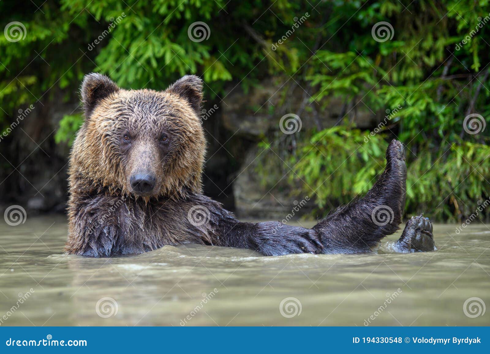 193,236 Funny Wild Animal Stock Photos - Free & Royalty-Free Stock Photos from Dreamstime 193,236 Funny Wild Animal Stock Photos - Free & Royalty-Free Stock Photos from Dreamstime