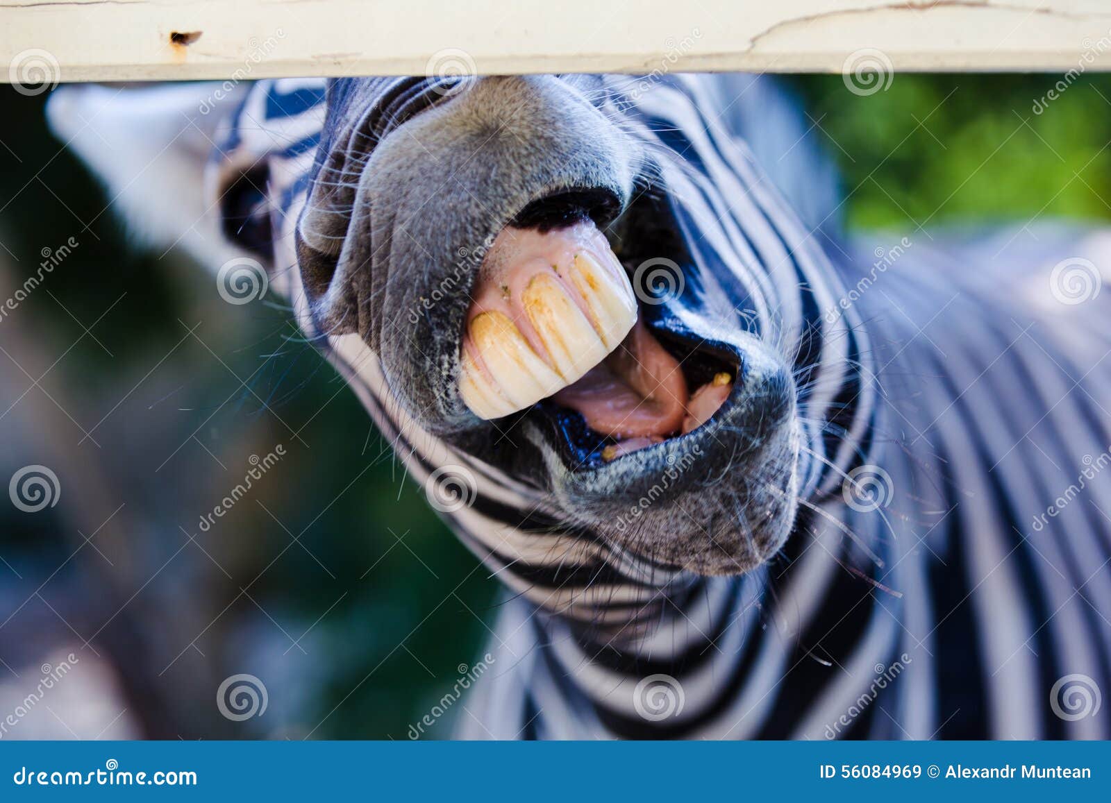 Funny zebra stock image. Image of creature, wildlife 56084969