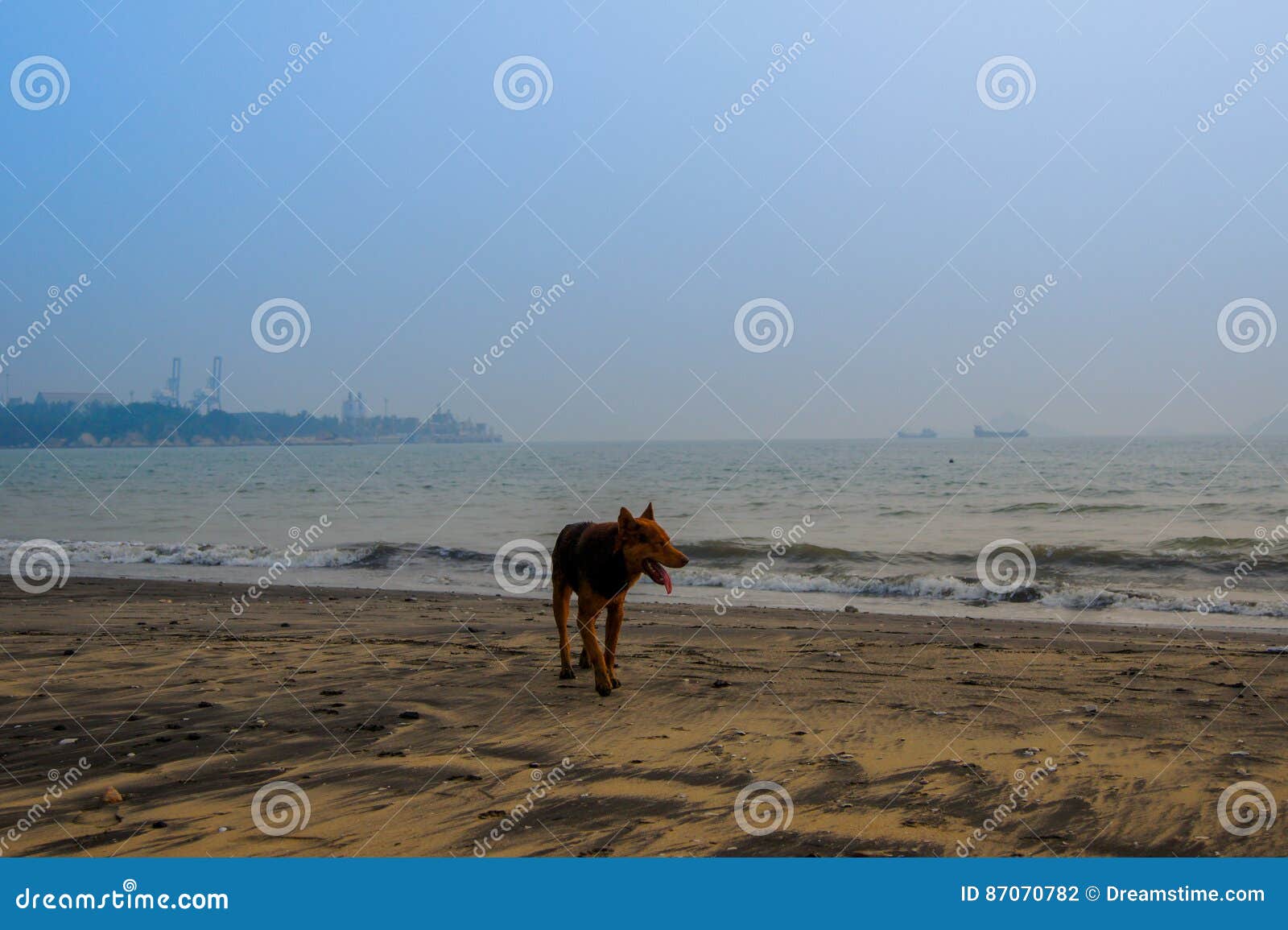 funy dog on the beach