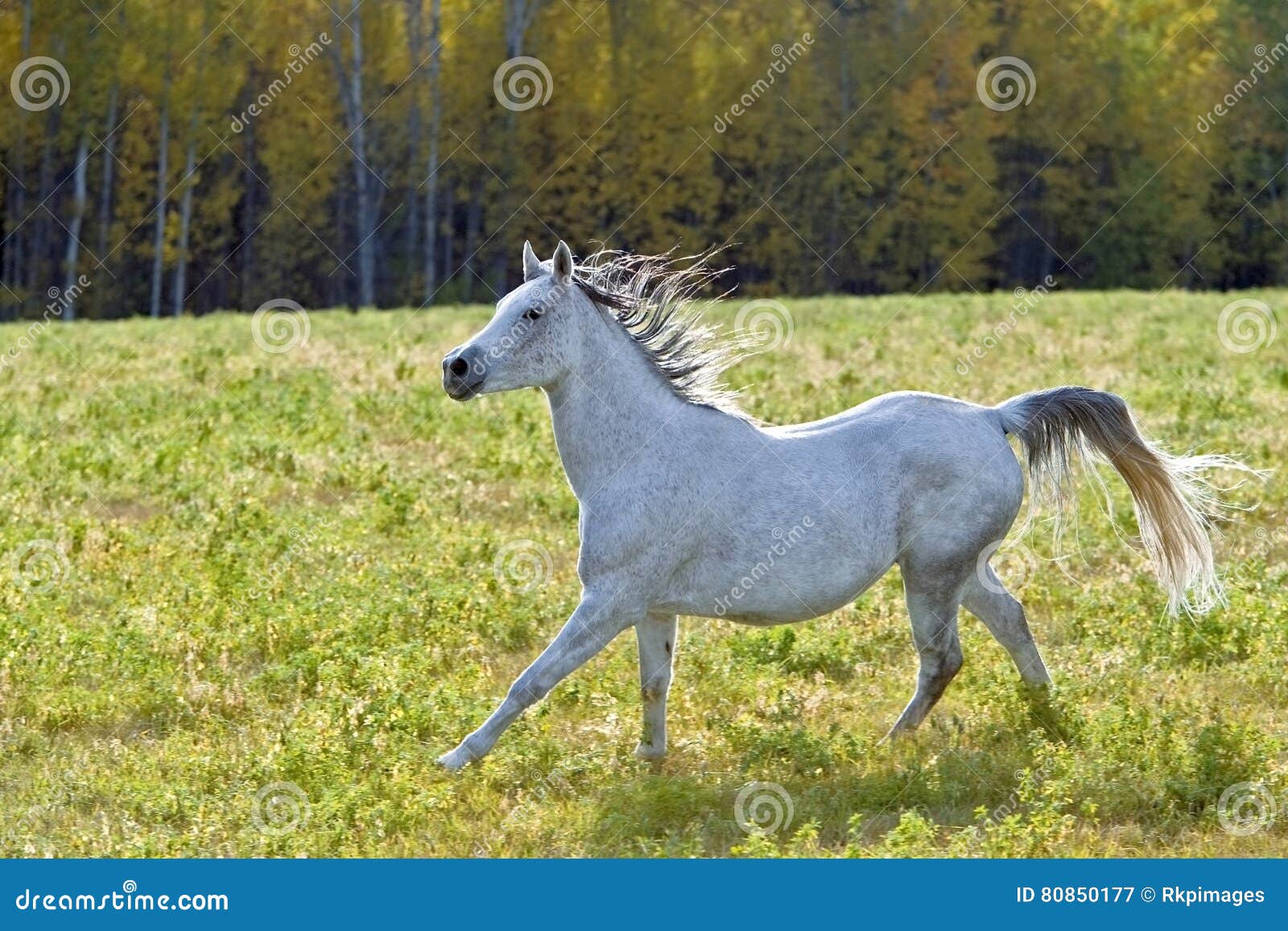 Funzionamento grigio del cavallo. Grey Arabian Mare che galoppa sul prato nella fine dell'estate