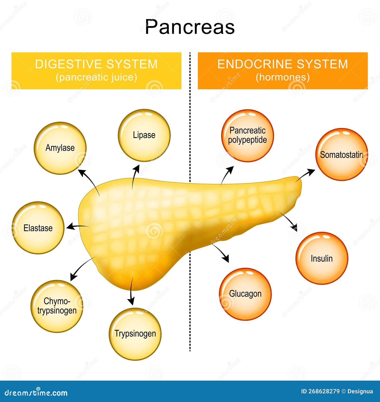 Sospetto tumore al pancreas Aimac Forum sul tumore