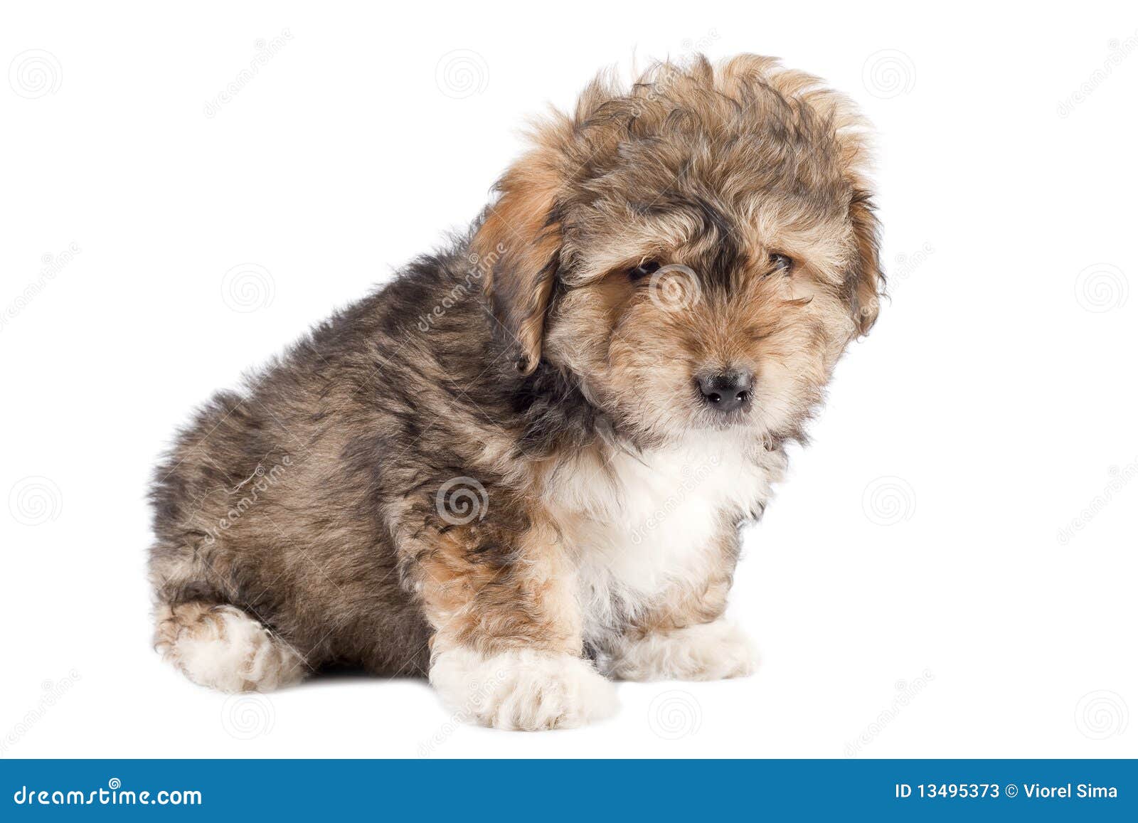 Fur ball stock image. Image of nature, puppy, doggy, purebred 13495373