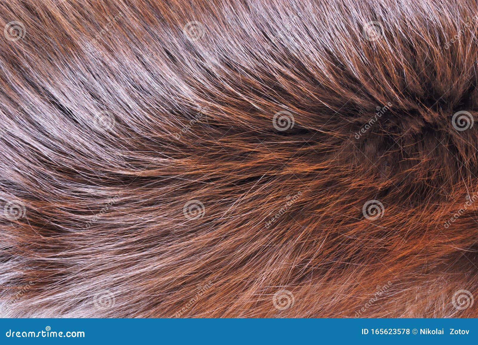 Fur Brown Furry Animal Tanned Skin With Wool Fur Is The Hair Coat Of Mammals Protects From Winter Climatic Conditions In The Stock Photo Image Of Animals Winter 165623578
