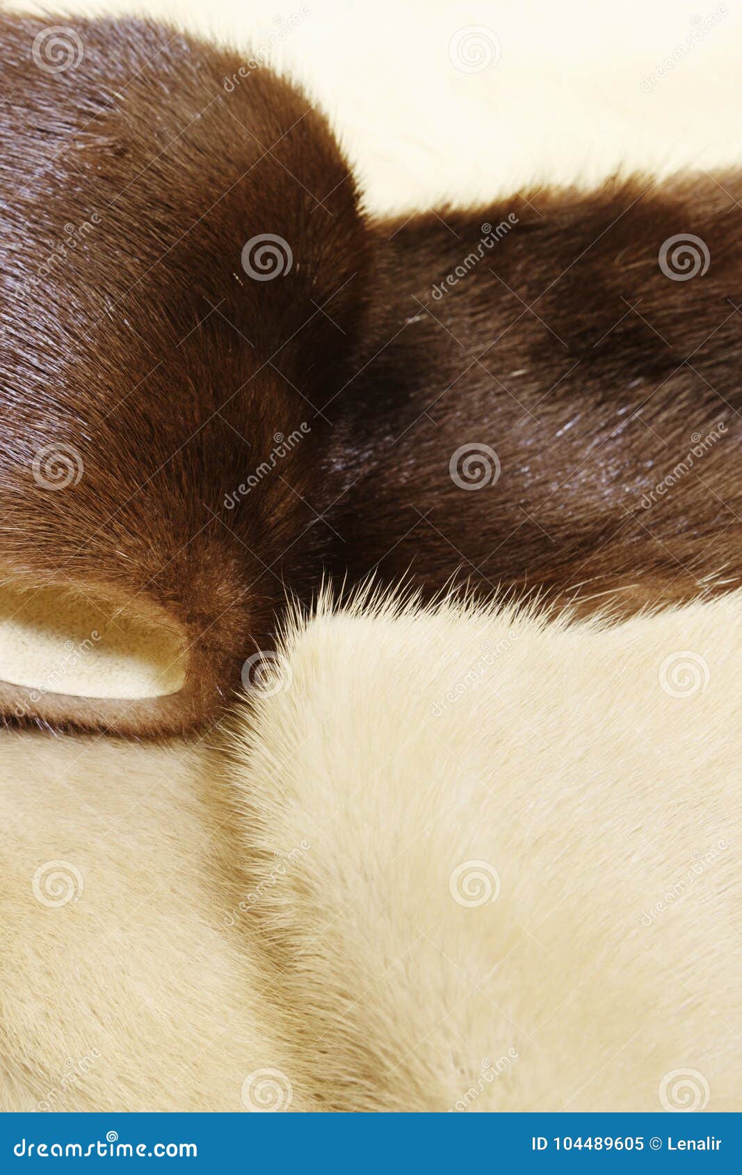 Fur of the mink stock image. Image of mink, manufacture - 104489605