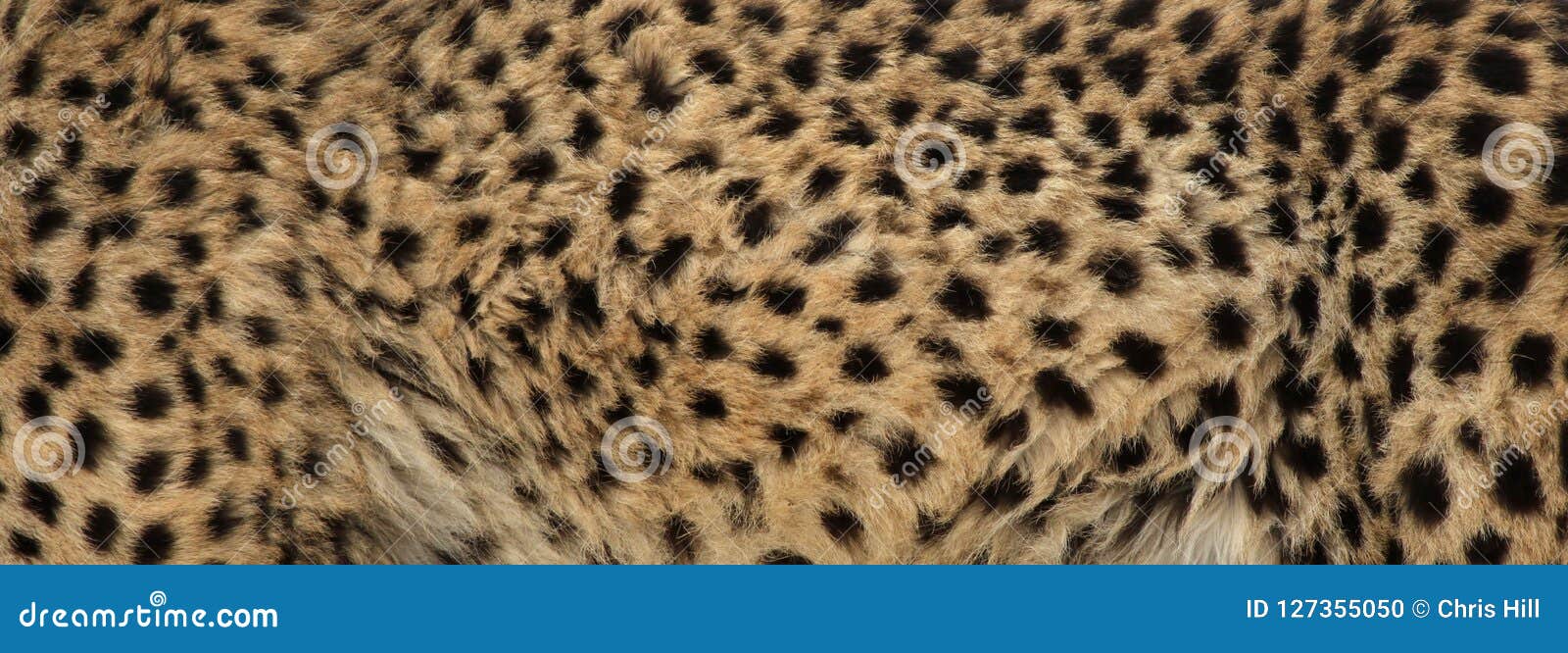 cheetah fur