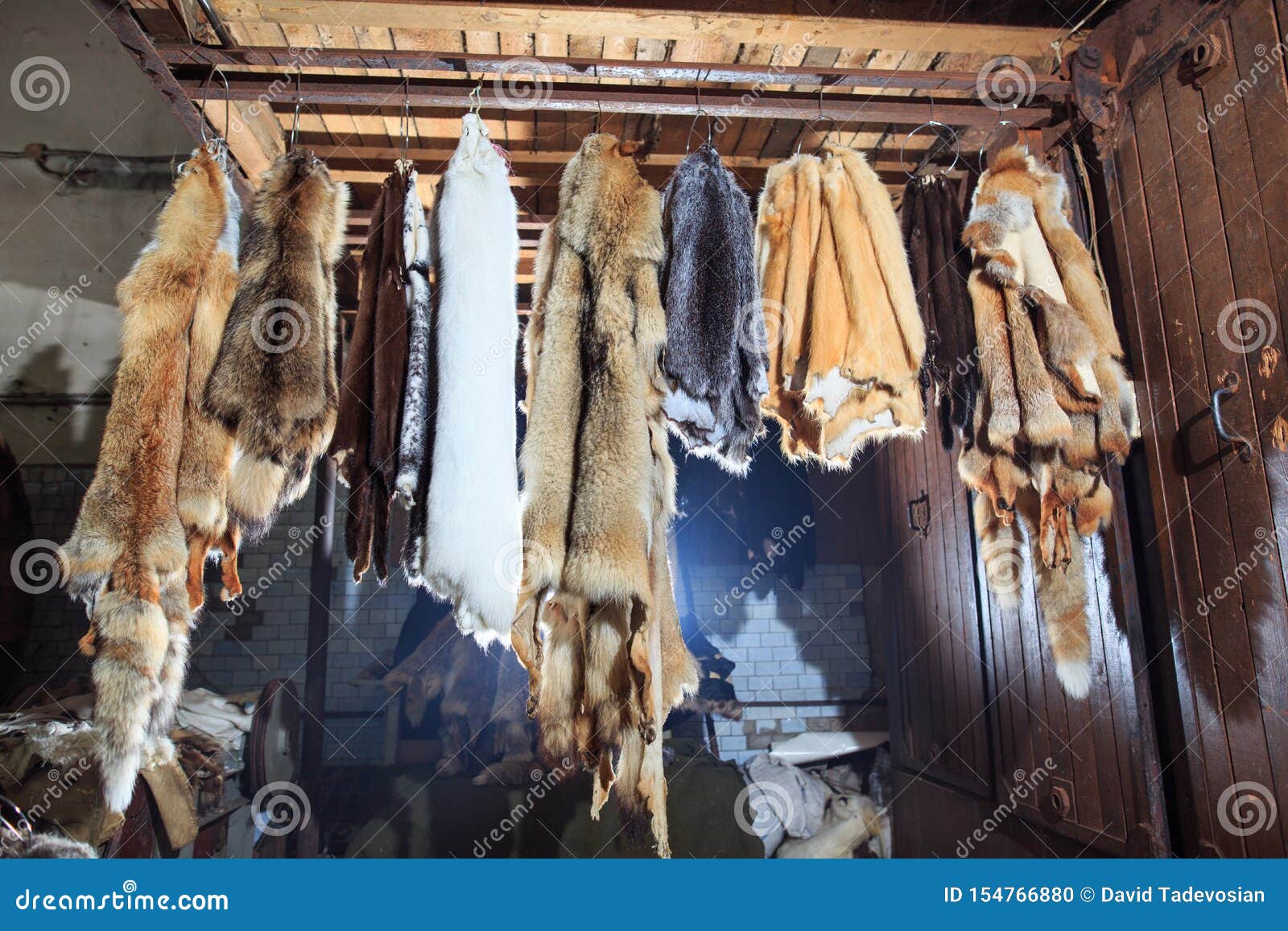 Fur Killed Foxes, Raccoons, Wolves, Beavers, Mink, Nutria Hangs after