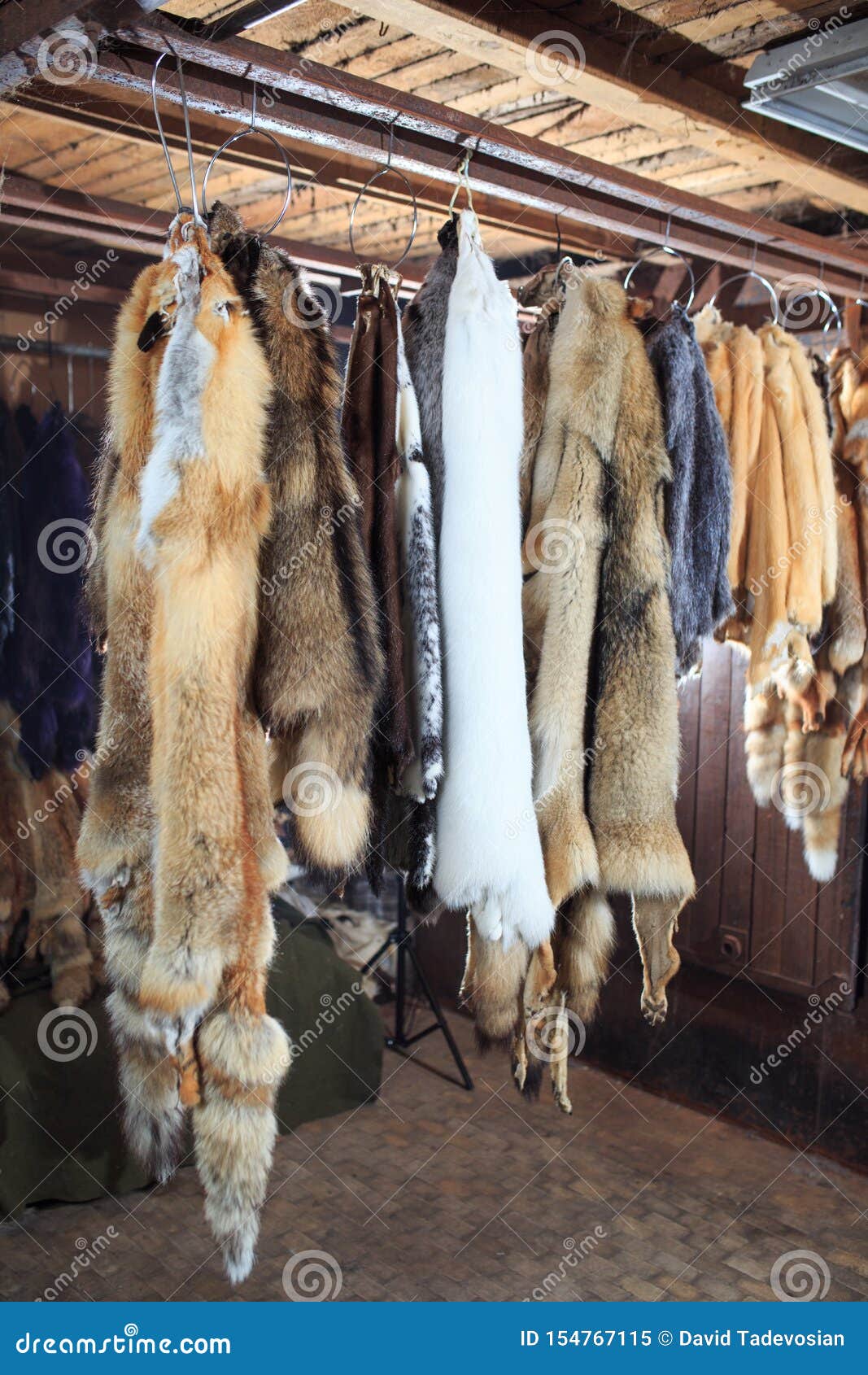 Fur Killed Foxes, Raccoons, Wolves, Beavers, Mink, Nutria Hangs after
