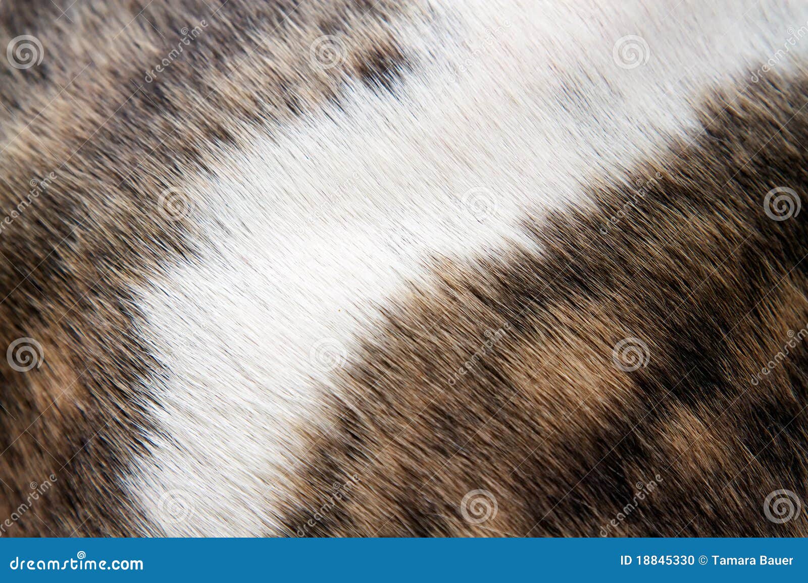 fur pattern