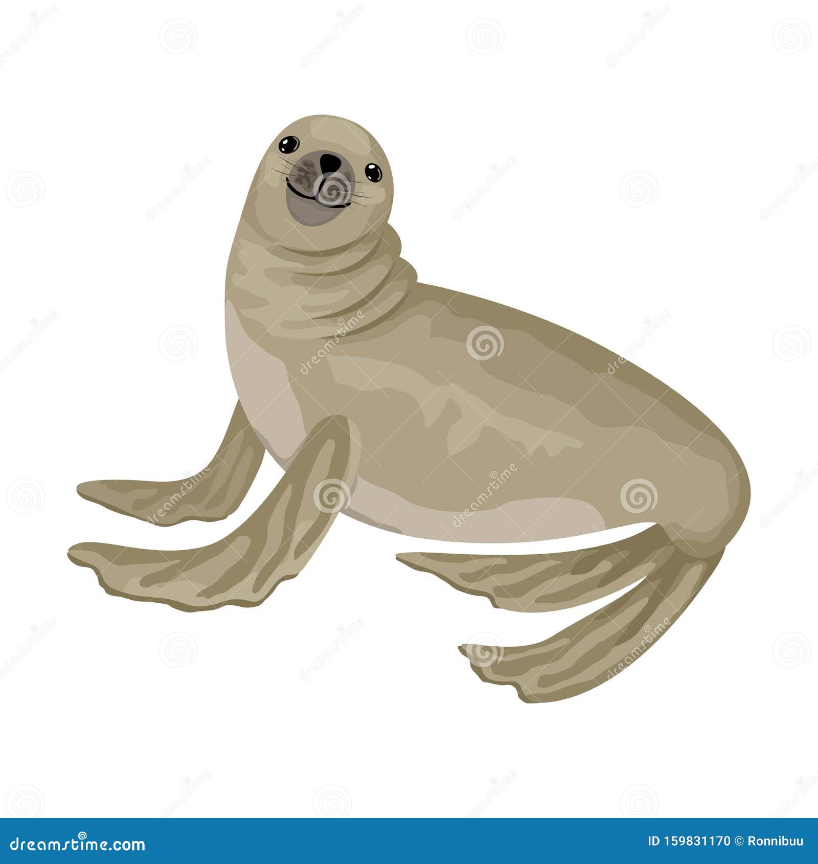 Fur Seal is Smiling. Vector Isolated Animal Character. Stock Vector -  Illustration of nature, isolated: 159831170