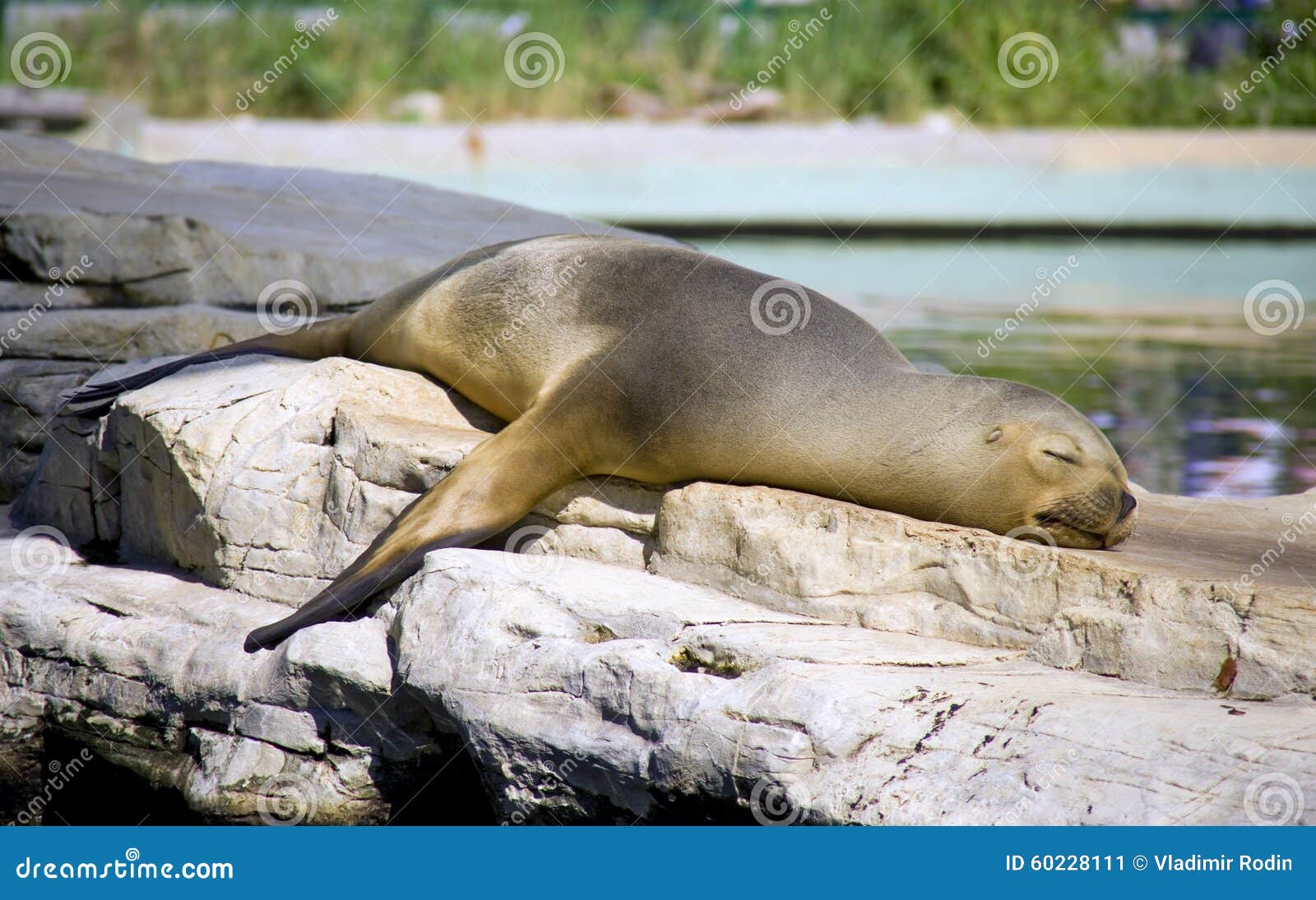 fur seal mammal pinniped vertebrate predator