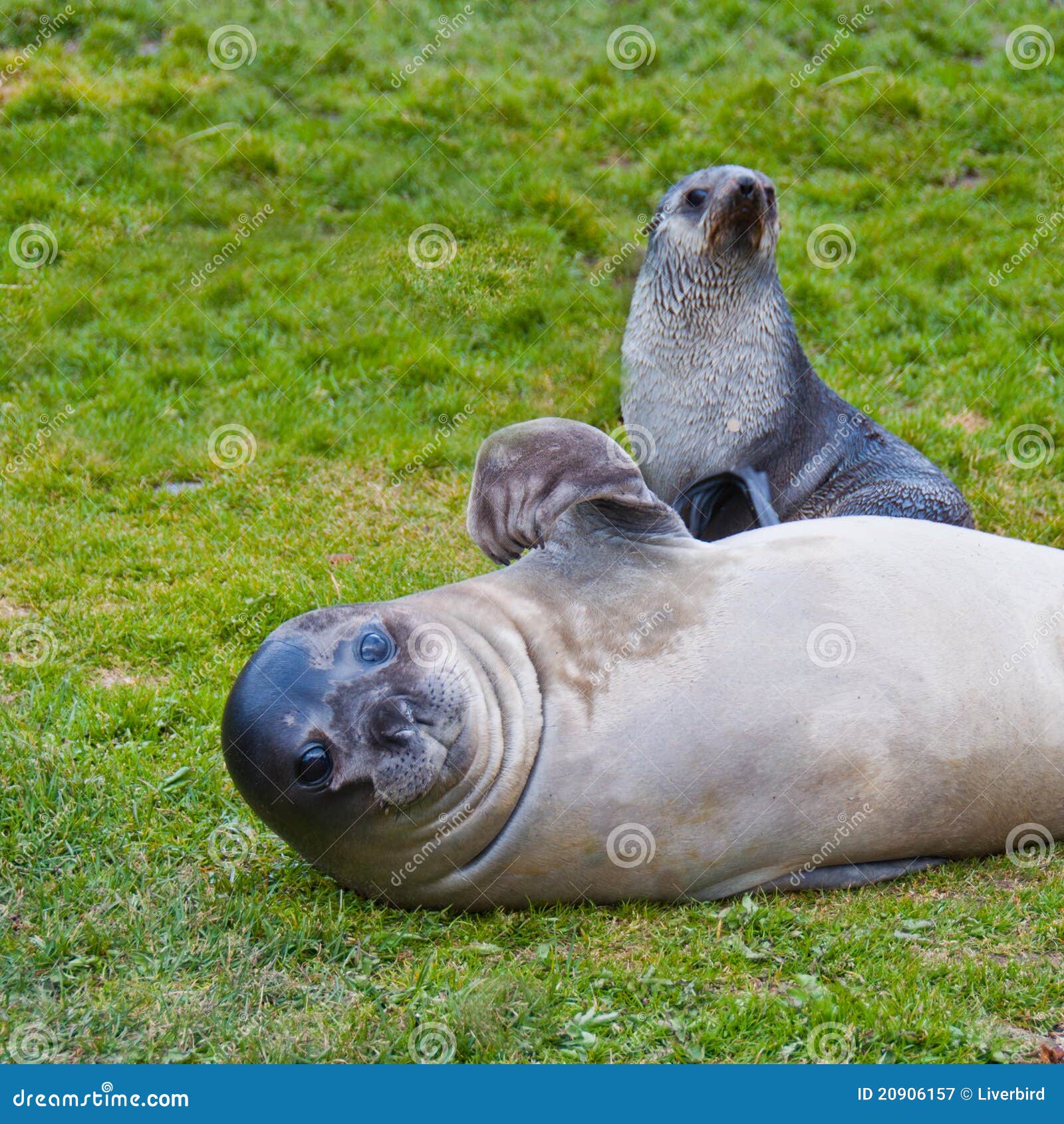 Fur Seal Waving Flipper with Pup Stock Image Image of animal, copy