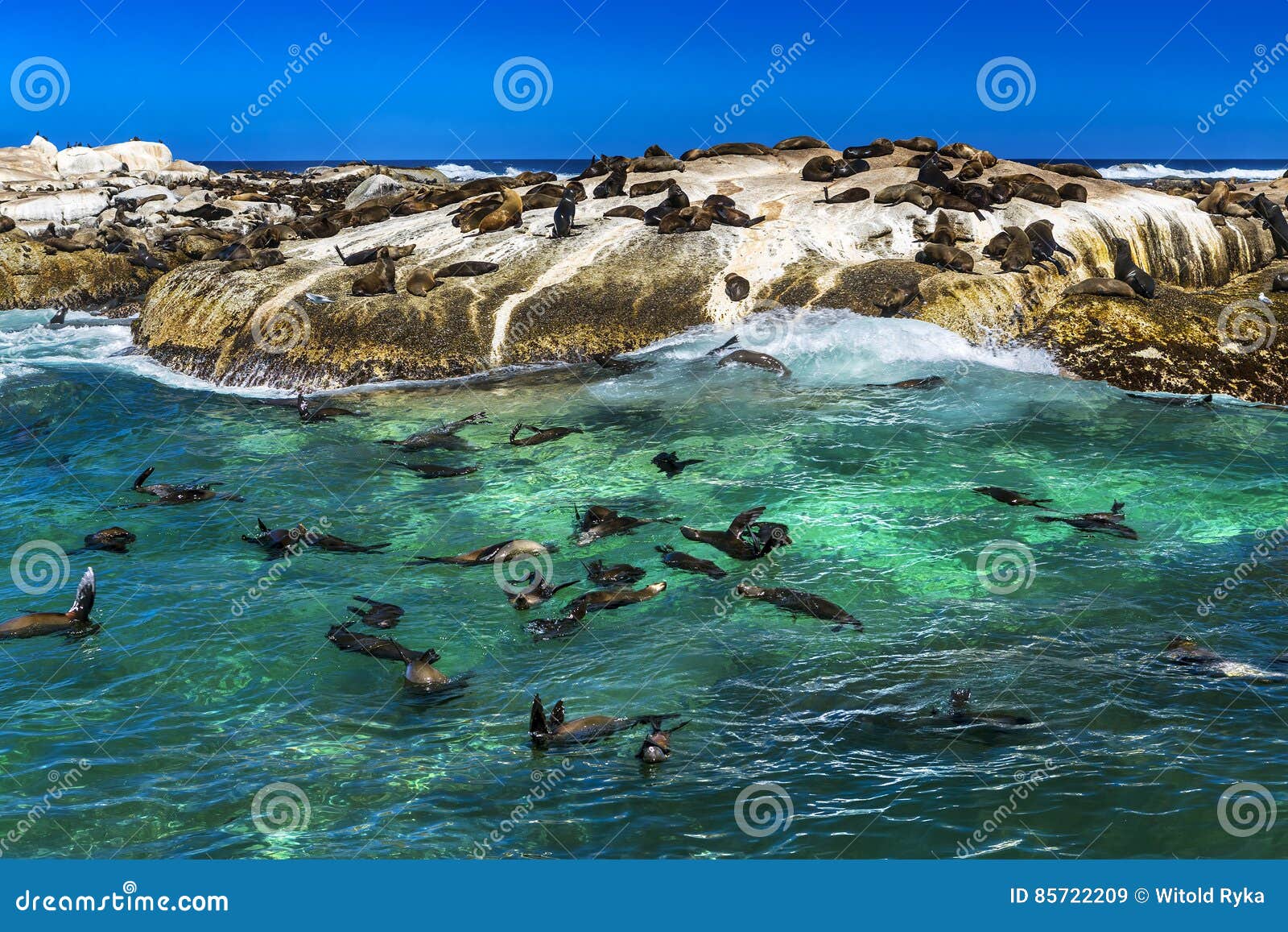 fur seals on duiker island