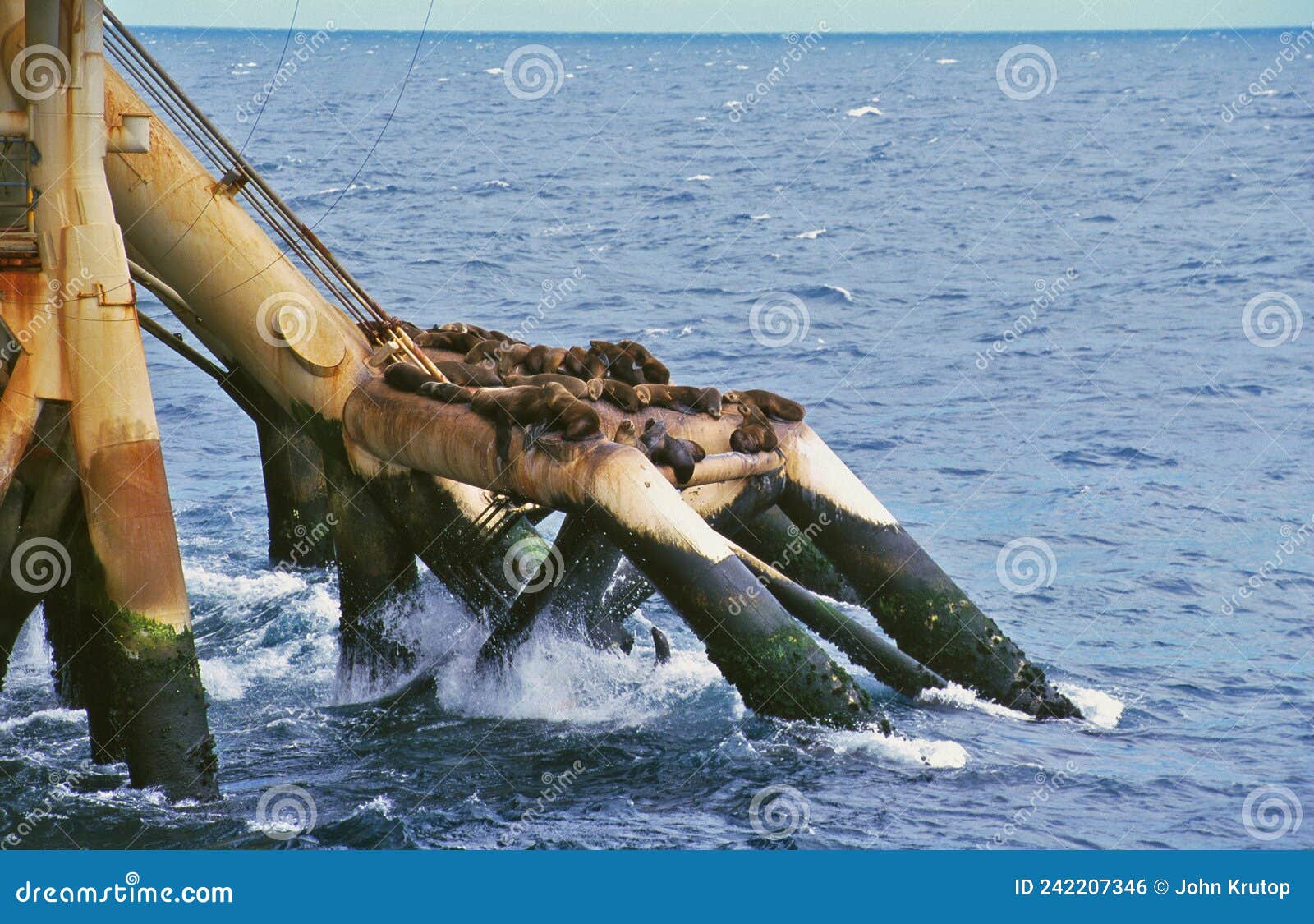 fur seals form a colony resting on a support strut on an offshore platform.