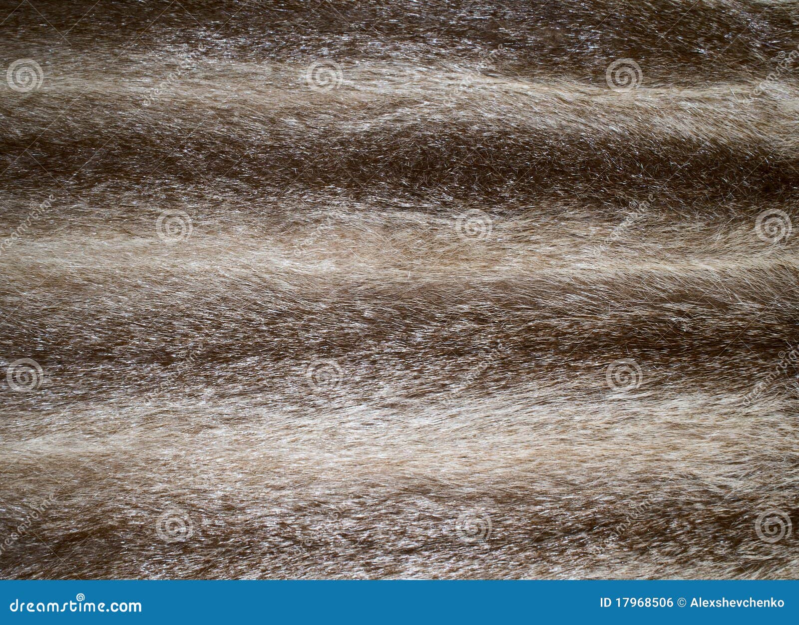 568 Coarse Fur Stock Photos - Free & Royalty-Free Stock Photos from  Dreamstime