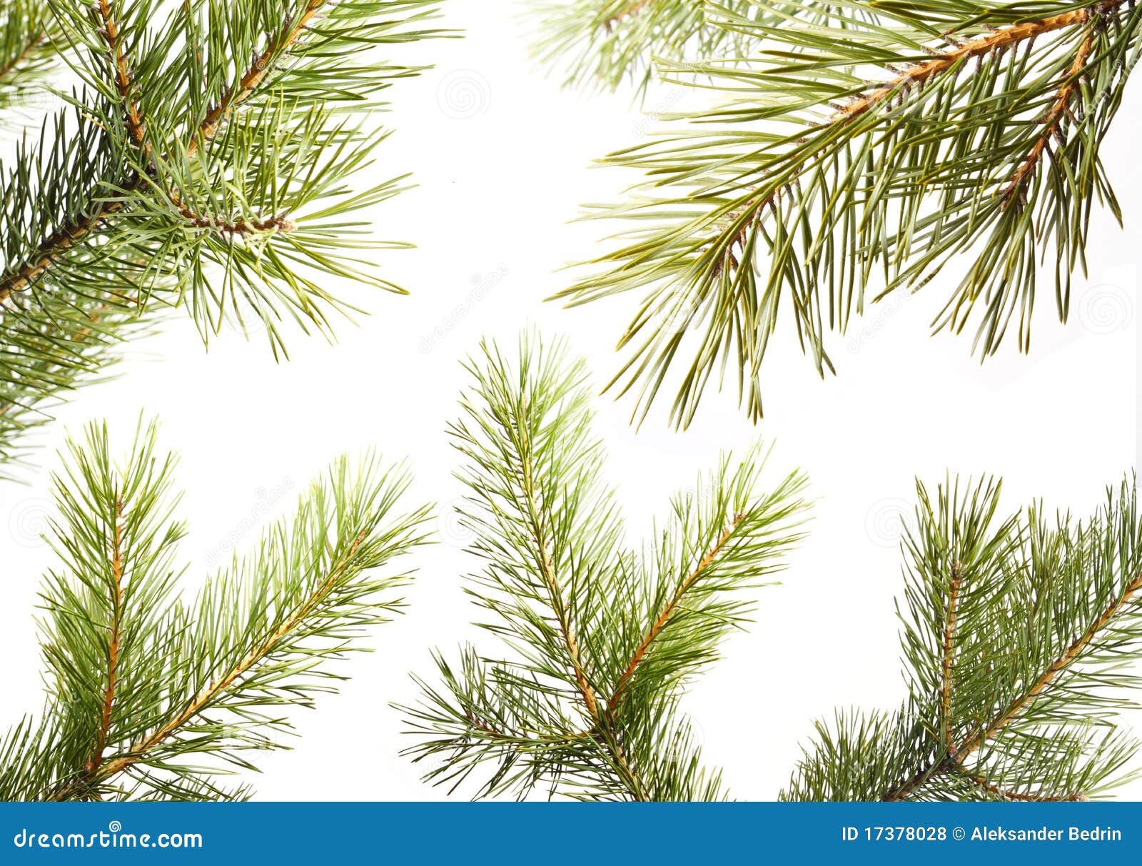 Furtree. Part Christmastree. Isolated. Set Stock Photo Image of