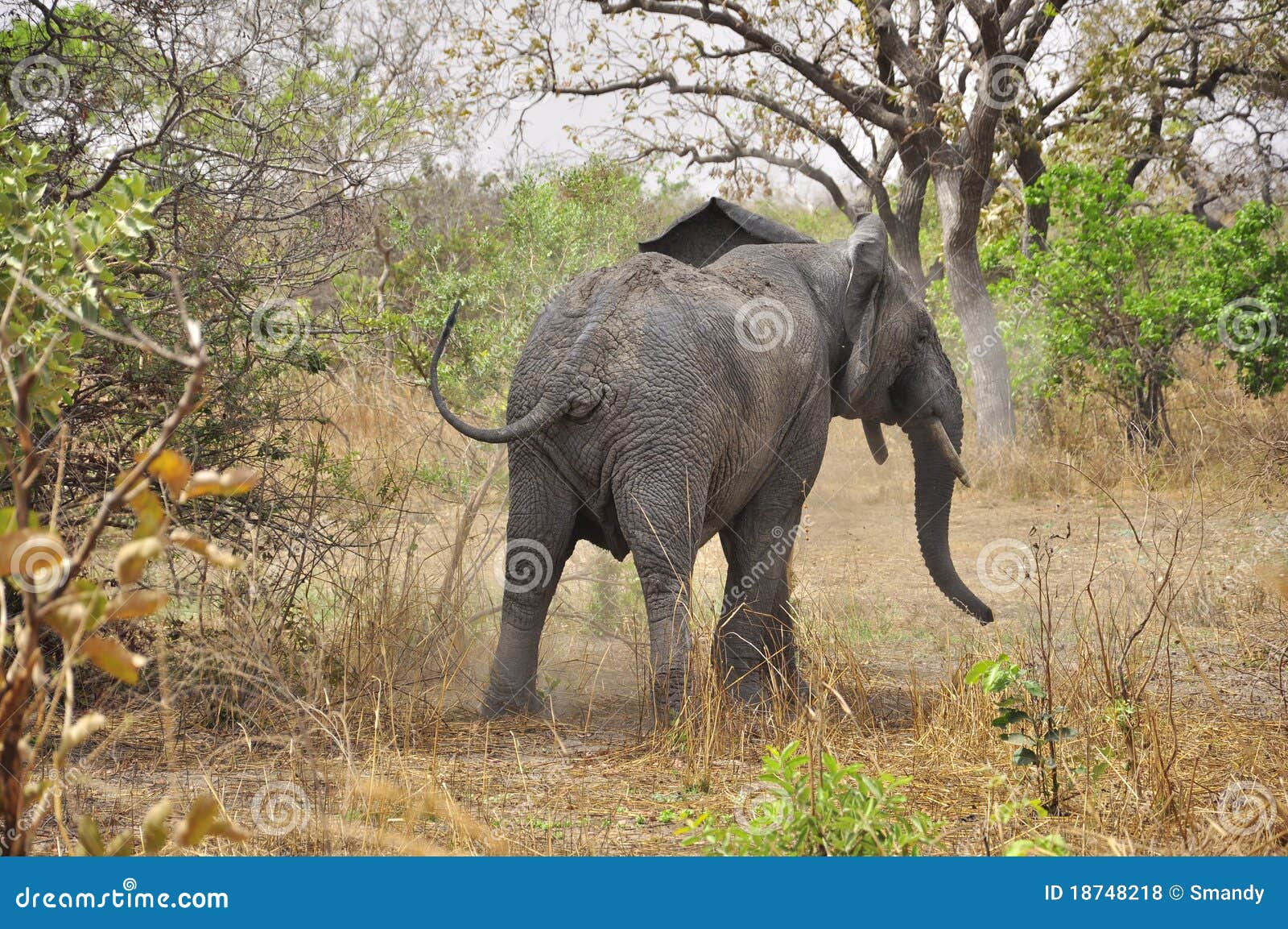 furious elephant