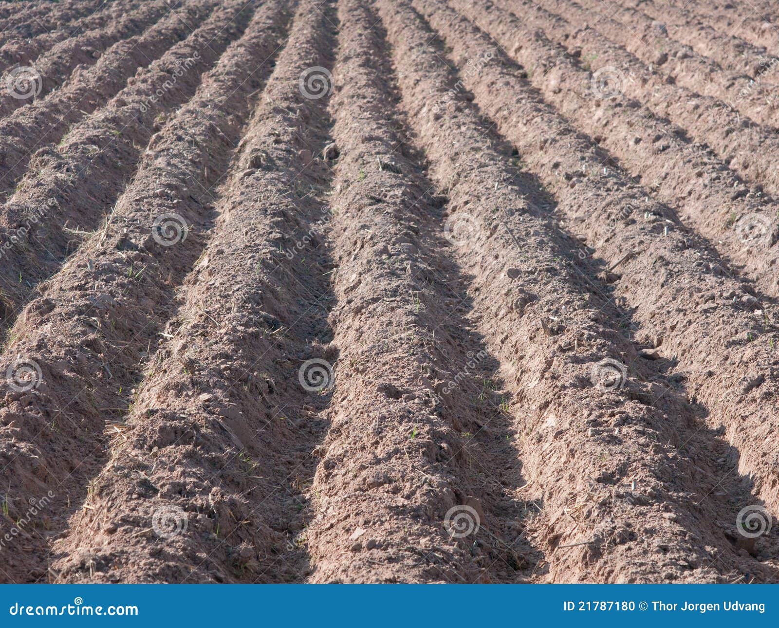 Furrows in Dry, Reddish Soil. Stock Photo Image of land, groove 21787180