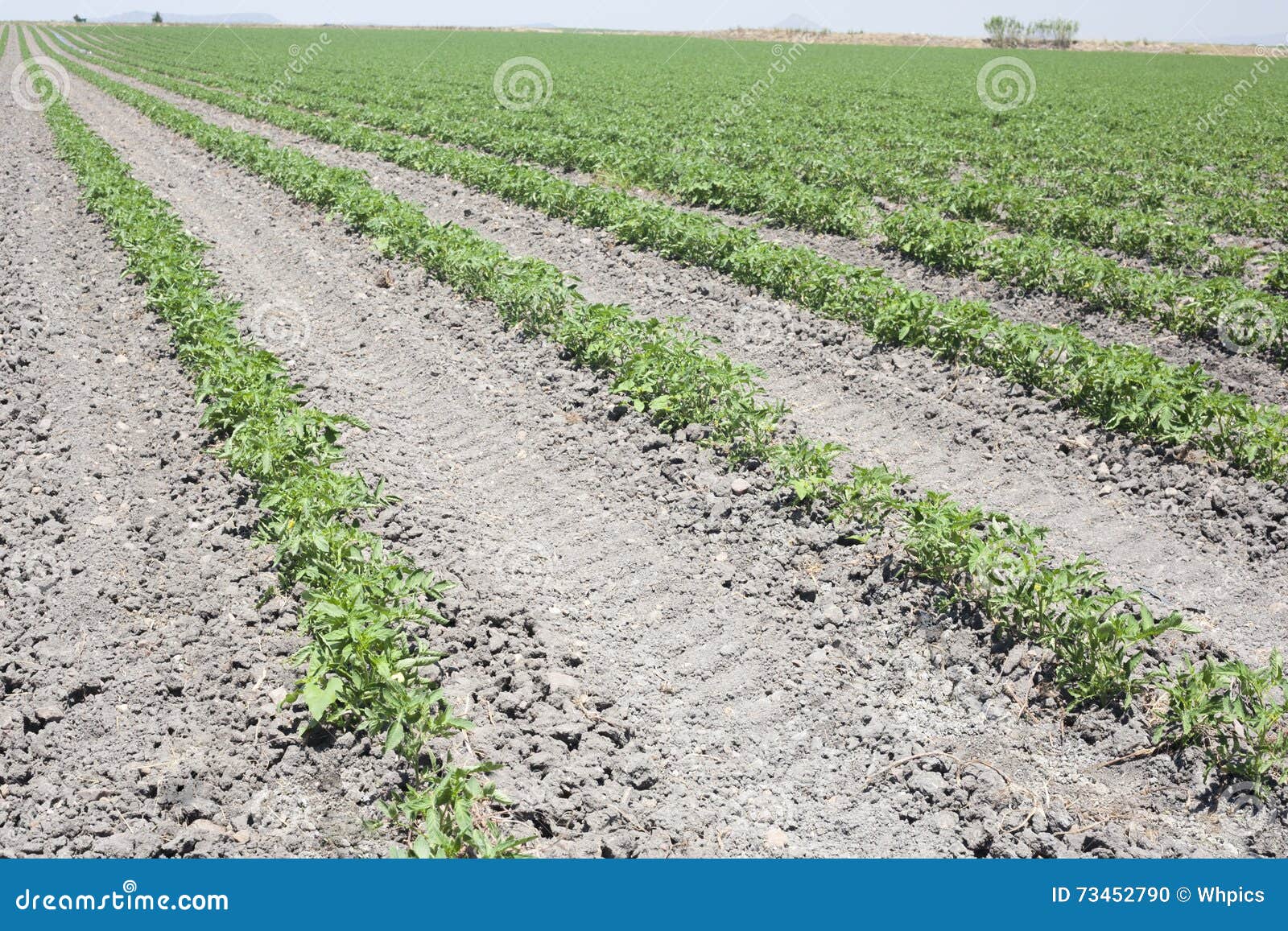 furrows of young tomatoes plants