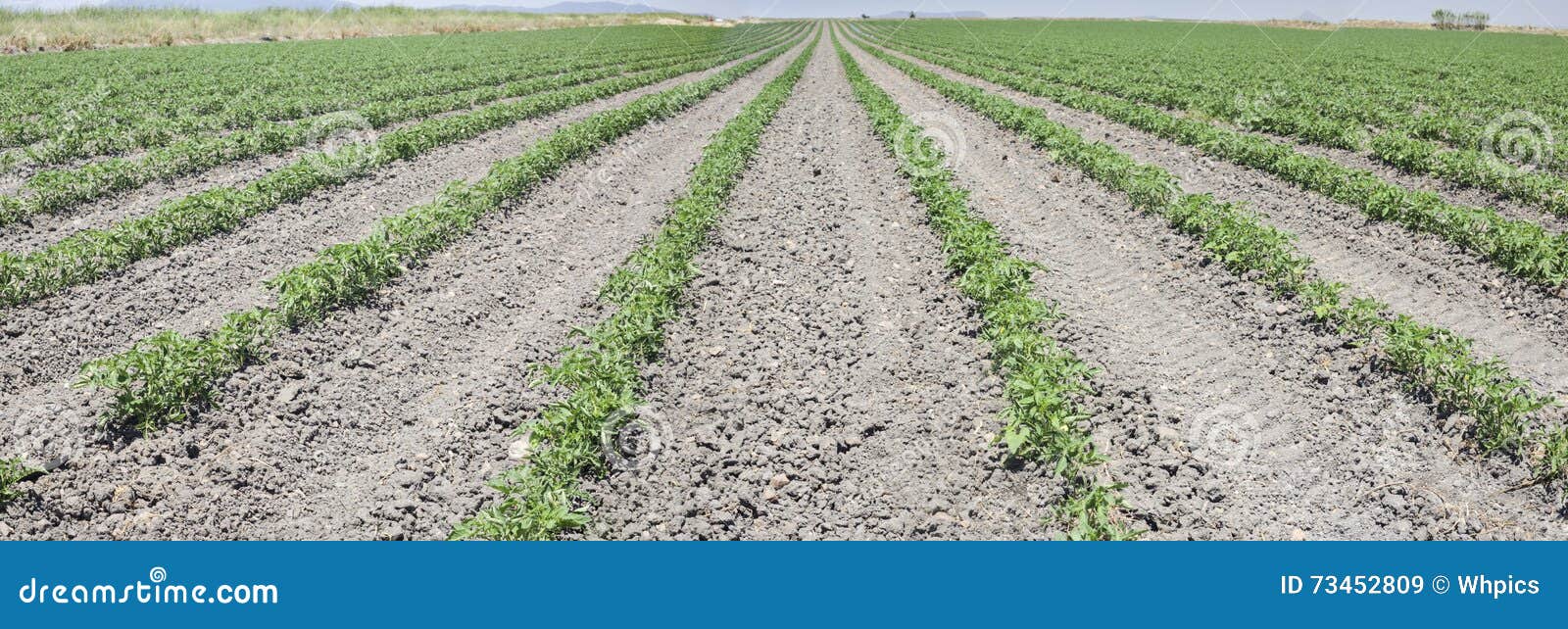 furrows of young tomatoes plants