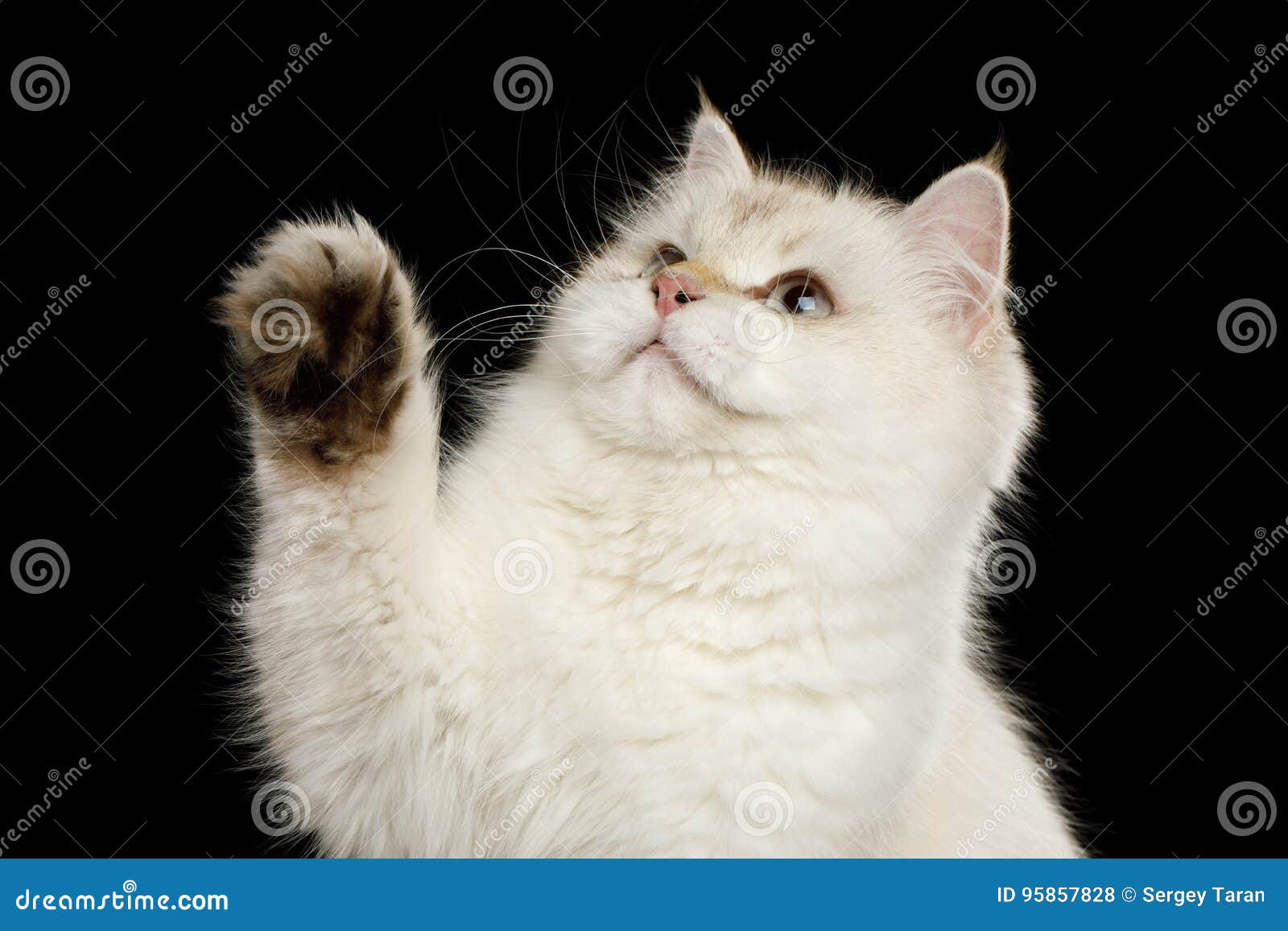 furry british cat white color on  black background